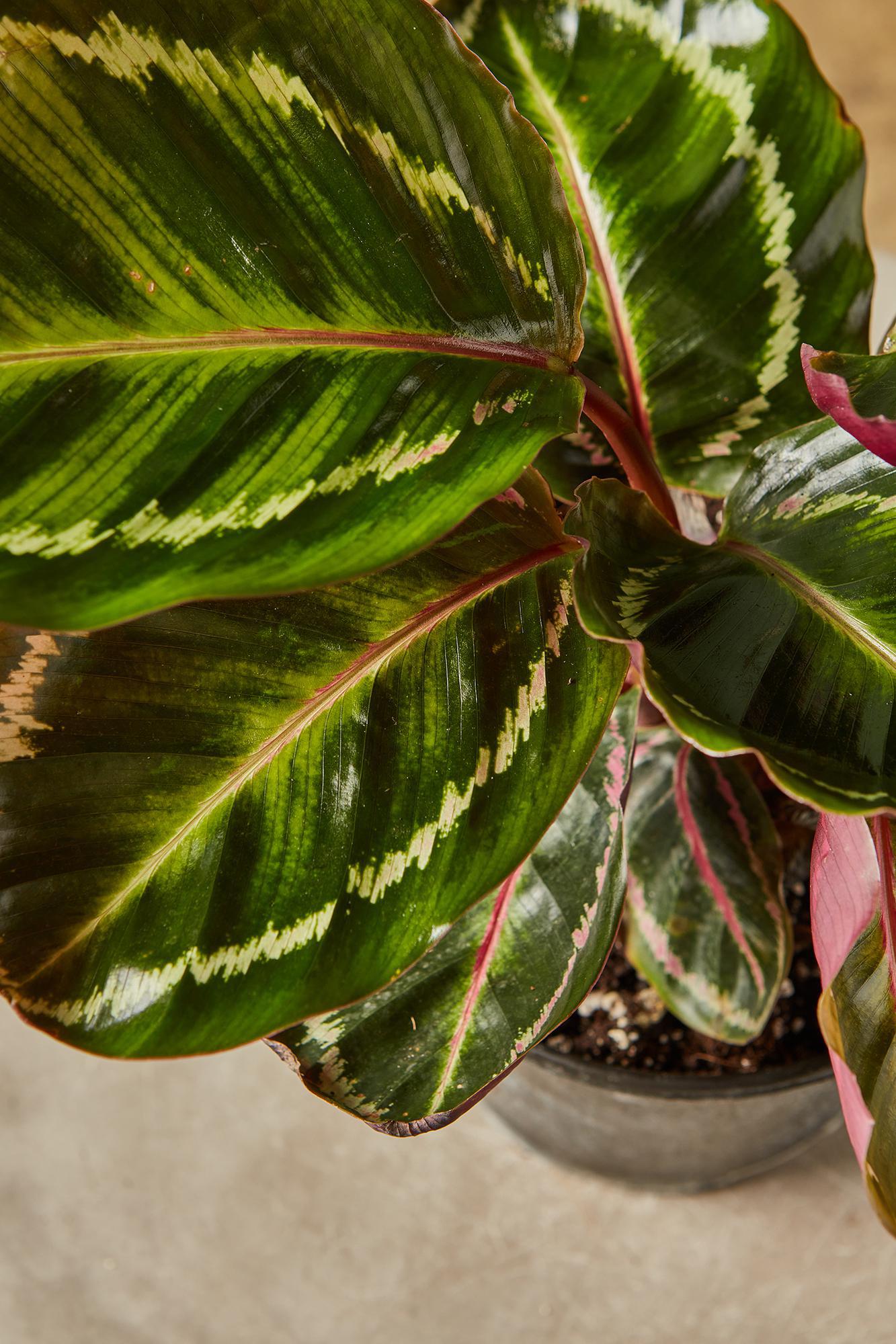 Calathea roseopicta