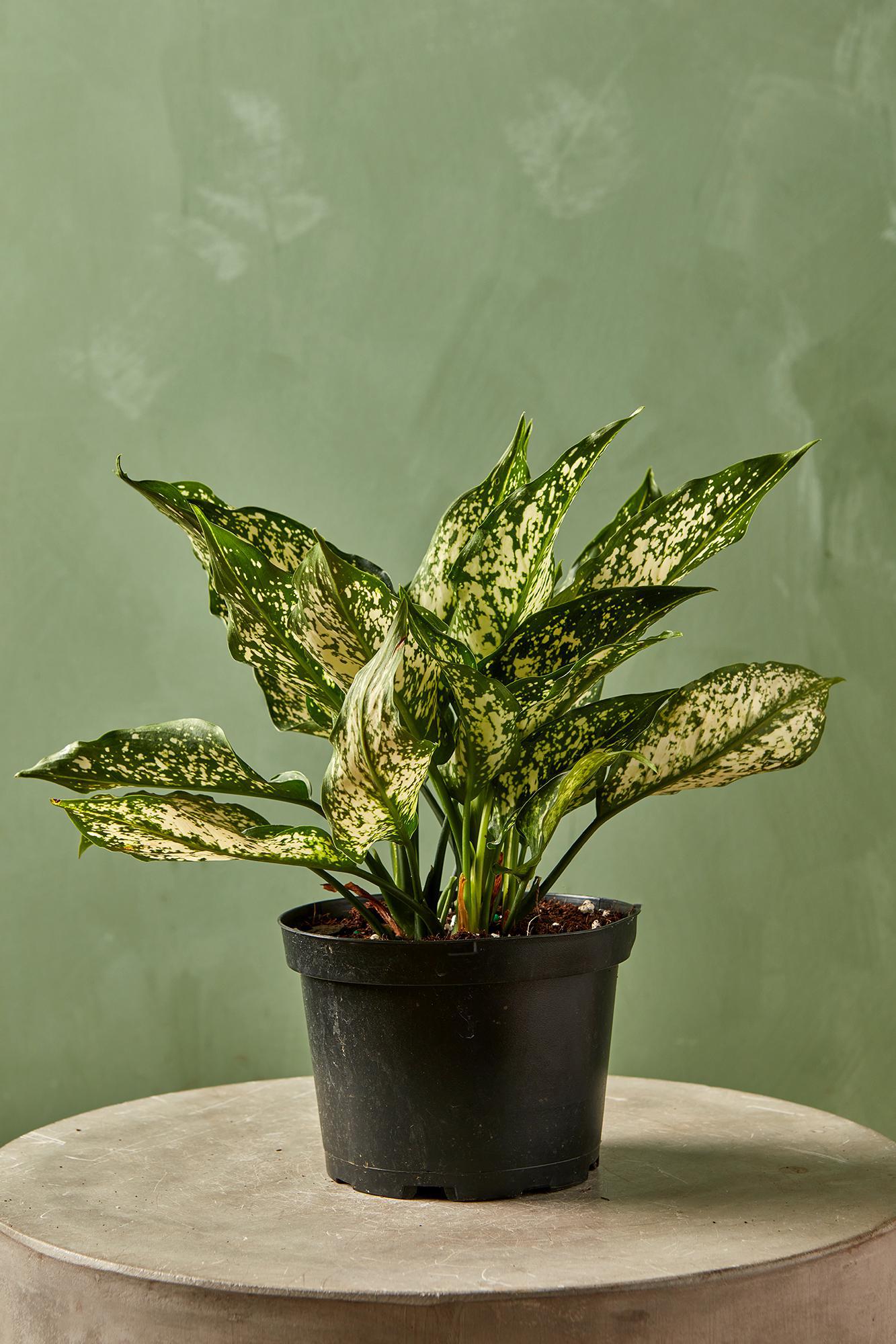 Aglaonema 'Spring Snow'