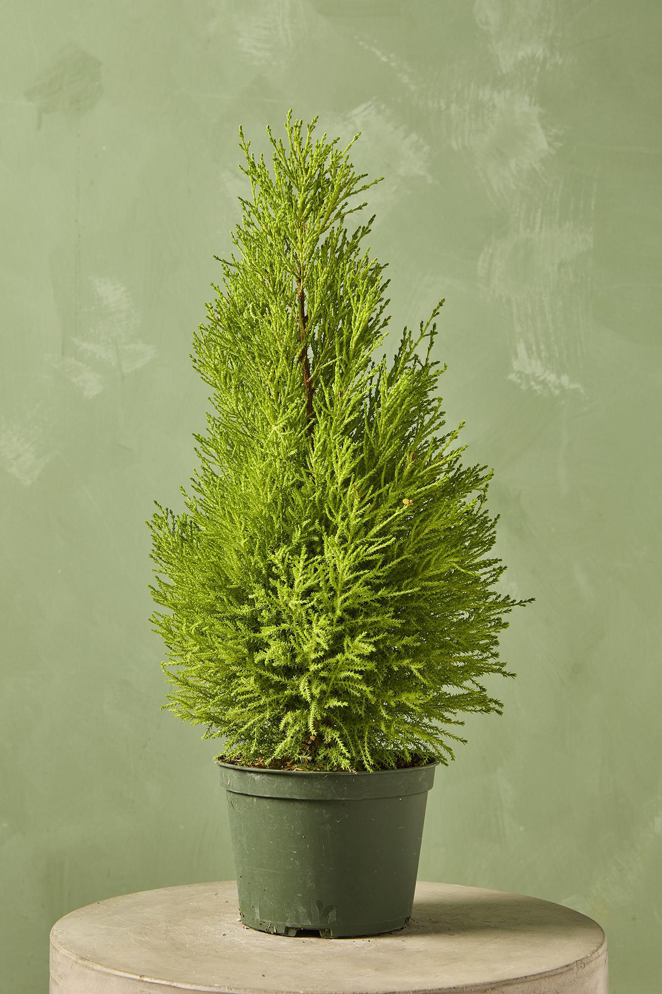 Lemon Cypress