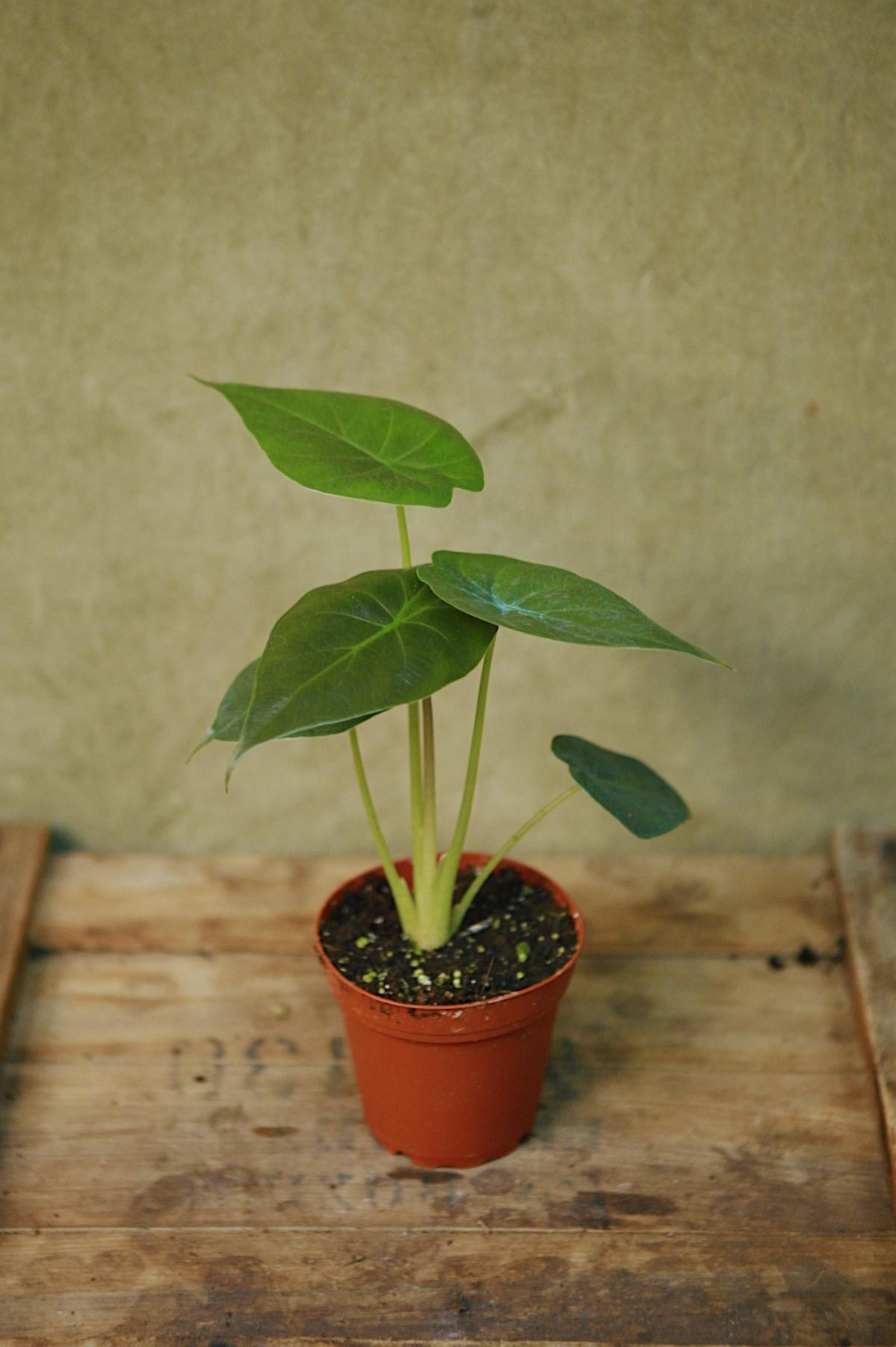 Alocasia wentii