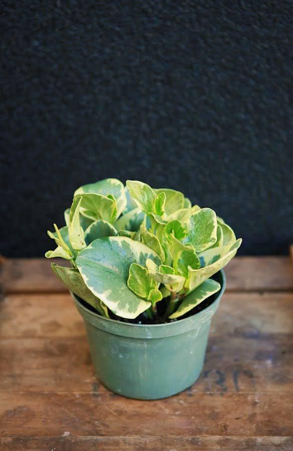 Variegated Peperomia