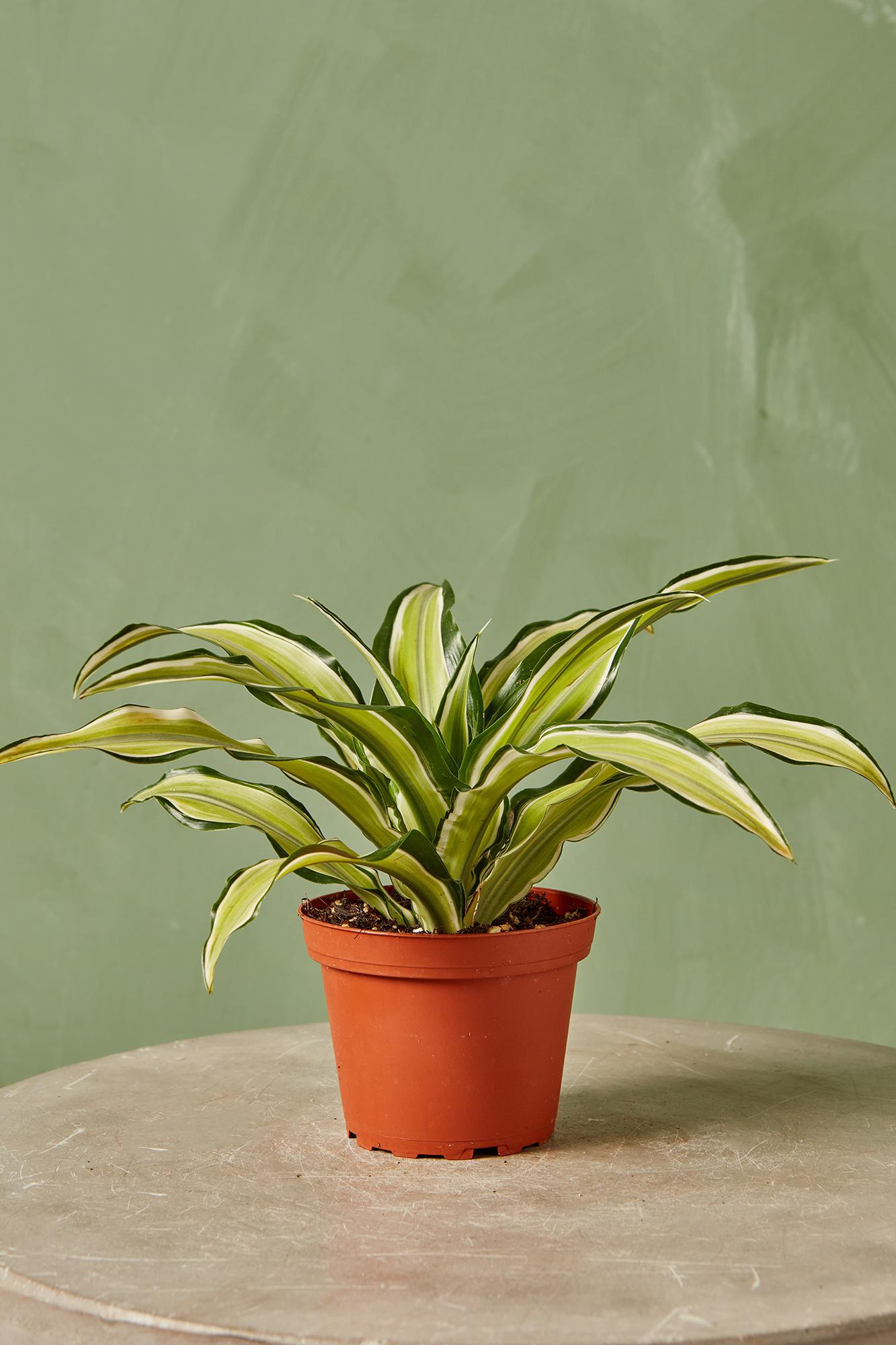 Dracaena 'Malaika'