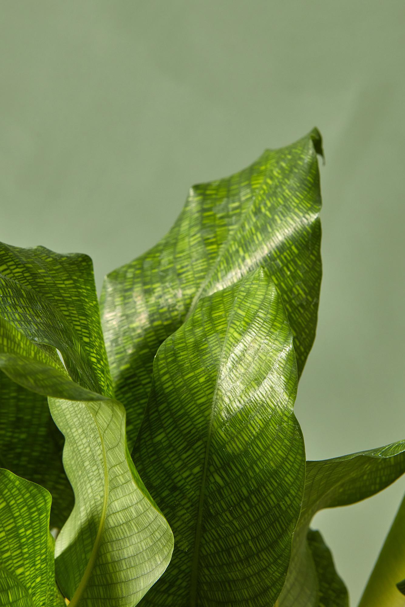 Calathea 'Network'