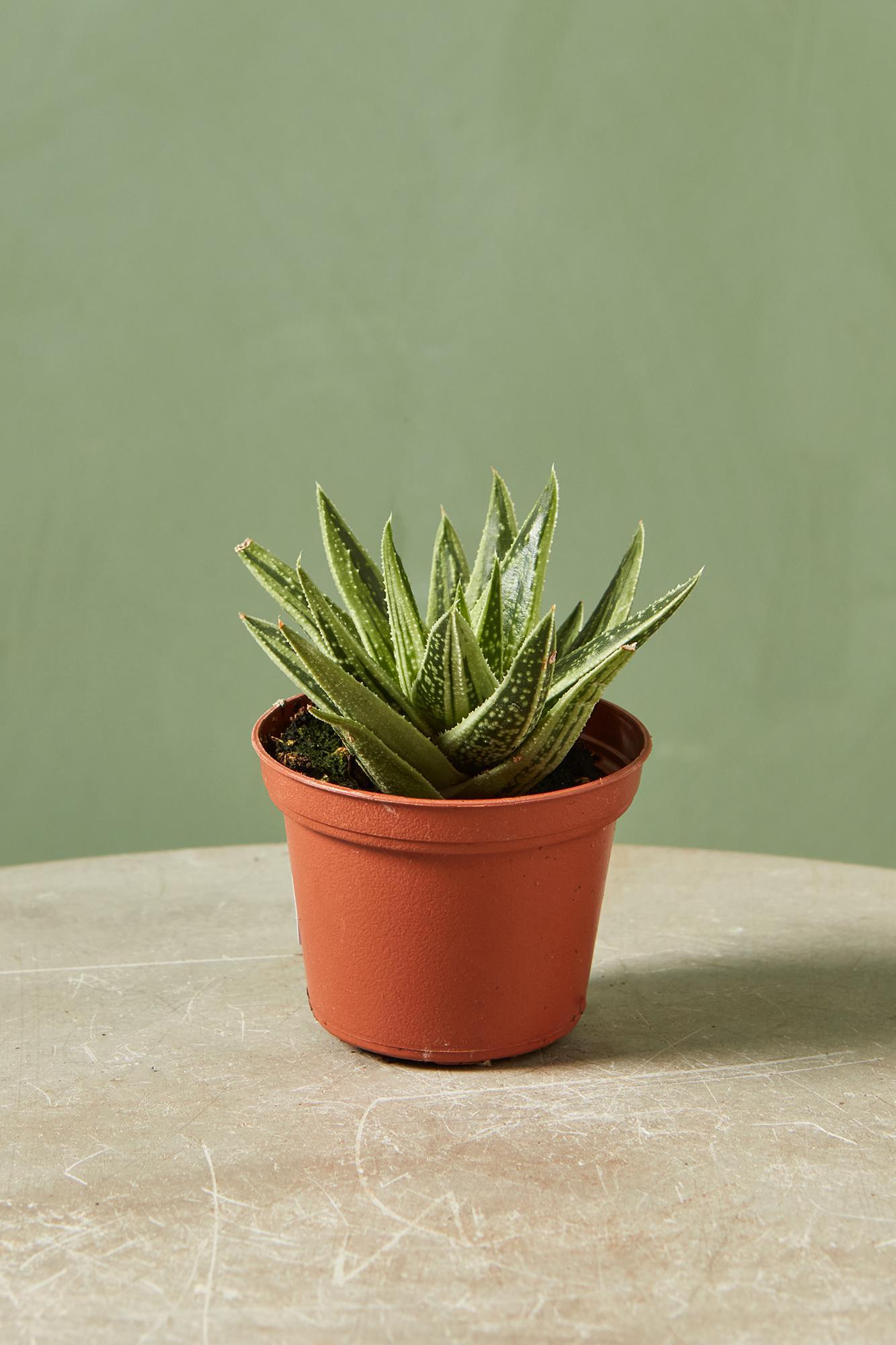 Gasteria 'Green Ice'