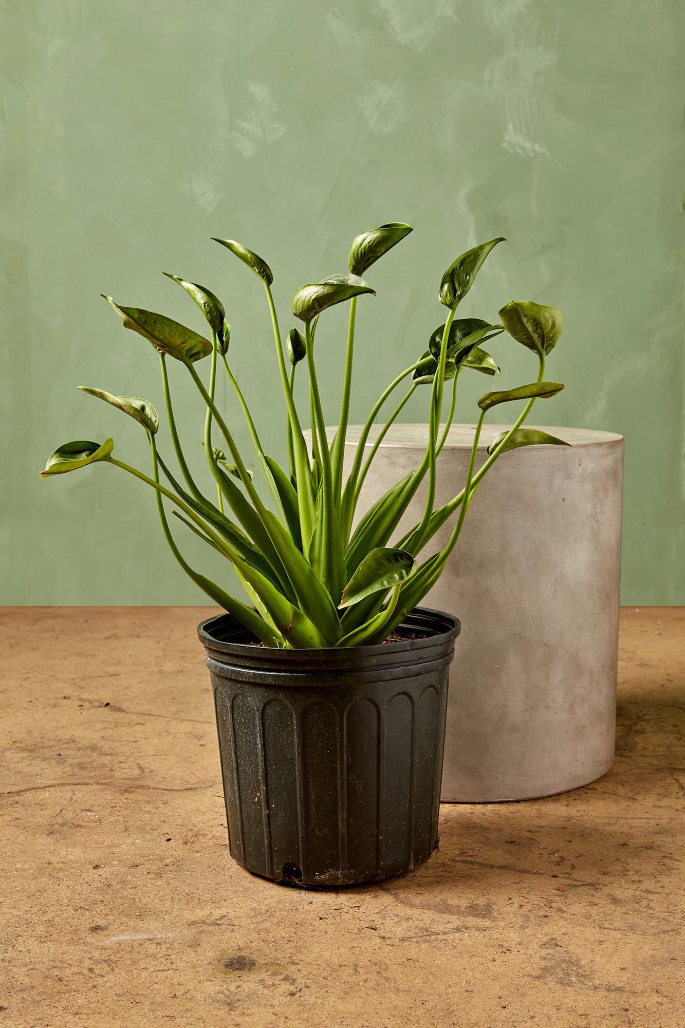 Alocasia 'Tiny Dancer'