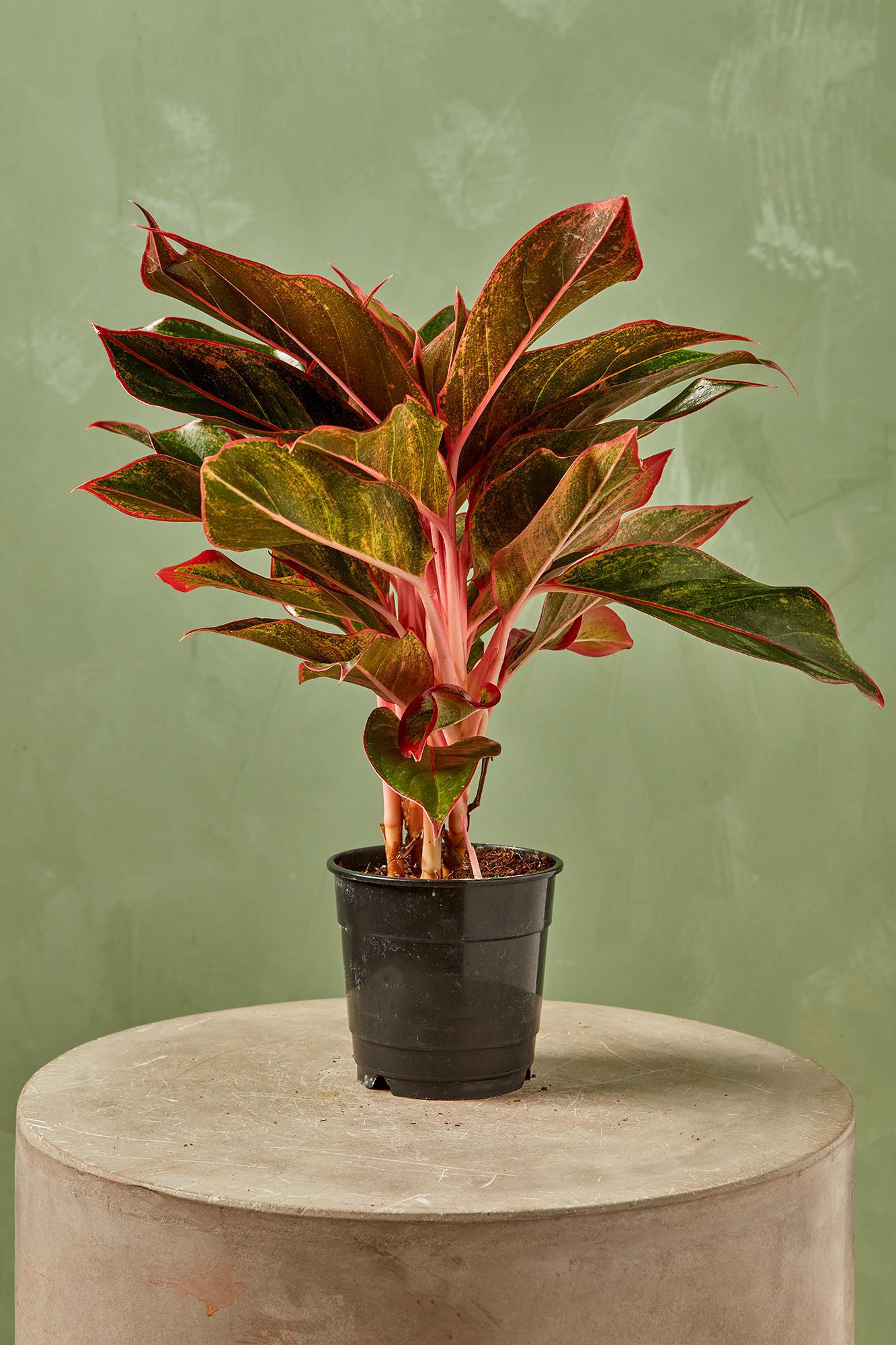 Aglaonema 'Red Siam'