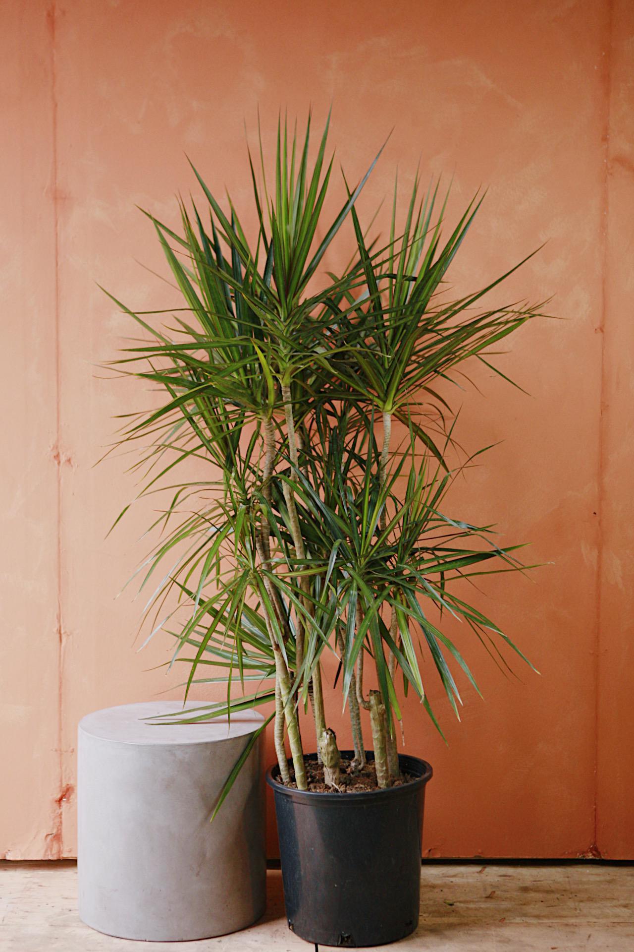 Dracaena 'Candelabra'