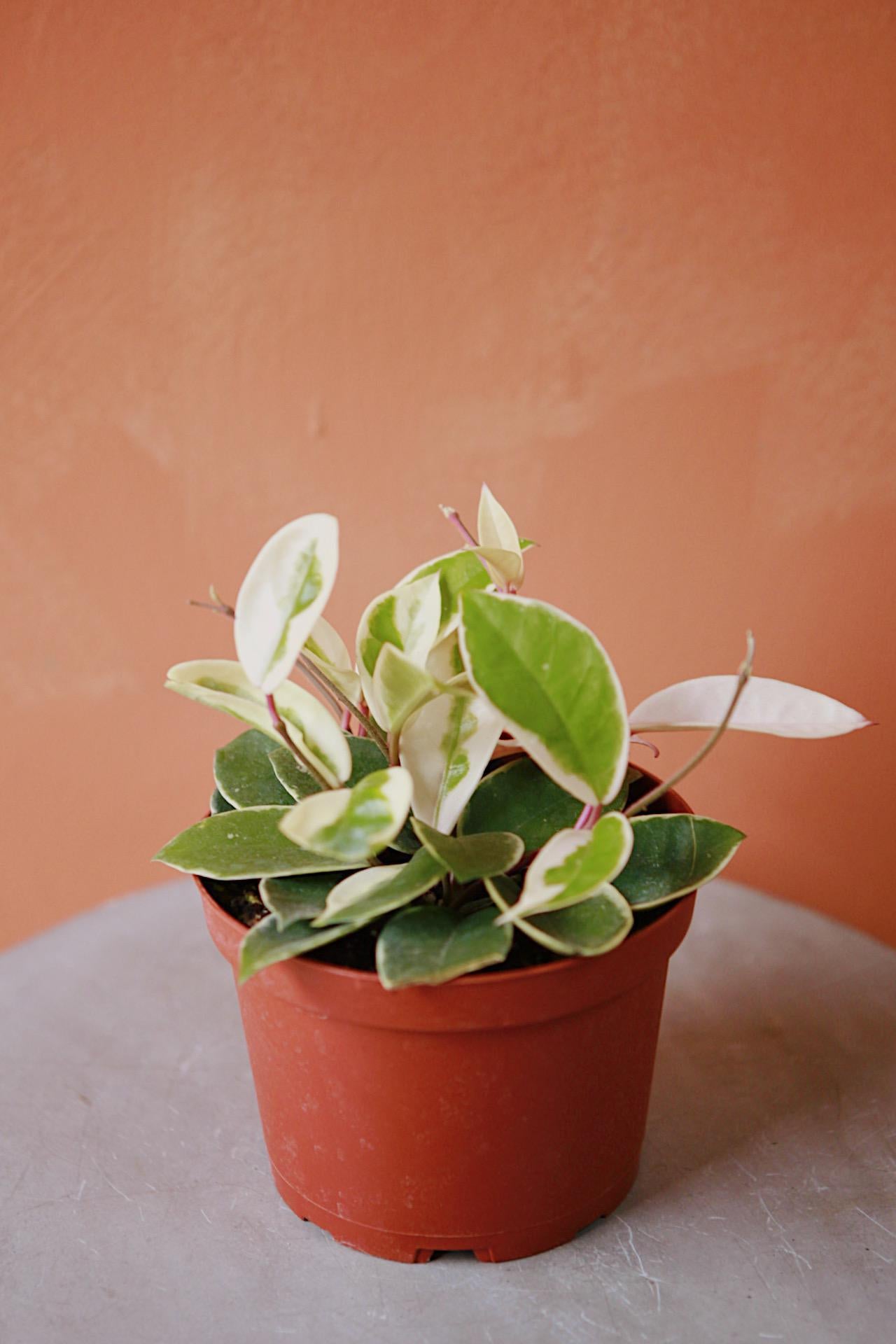 Hoya 'Tricolor'