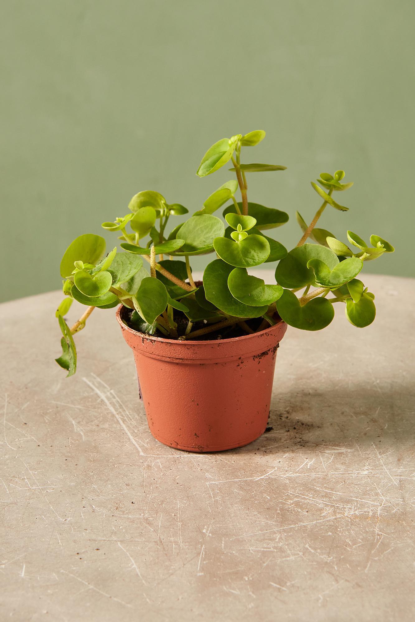 Peperomia 'Coin'