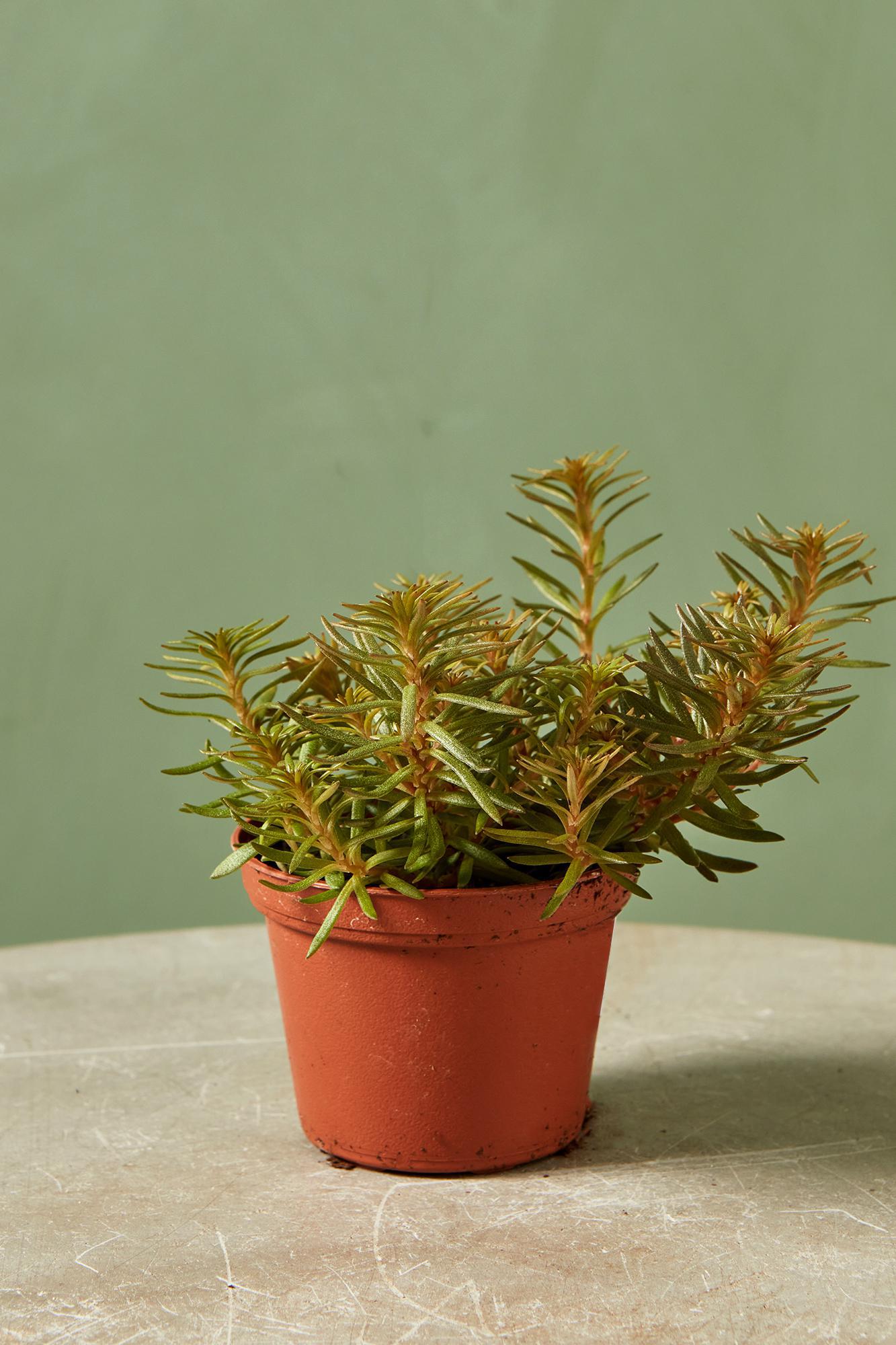 Sedum 'Chocolate Ball'