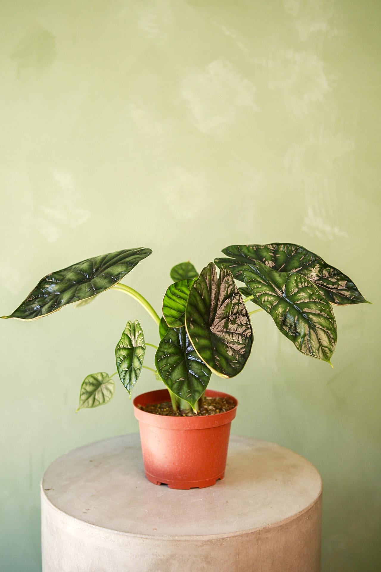 Alocasia 'Silver Dragon'