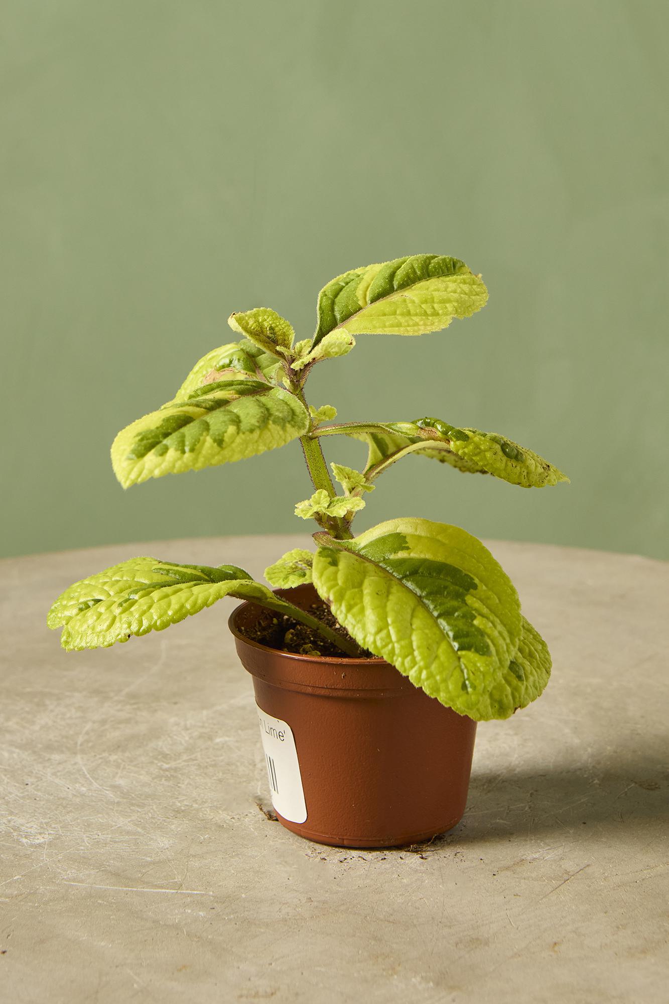 Plectranthus 'Lemon Lime'