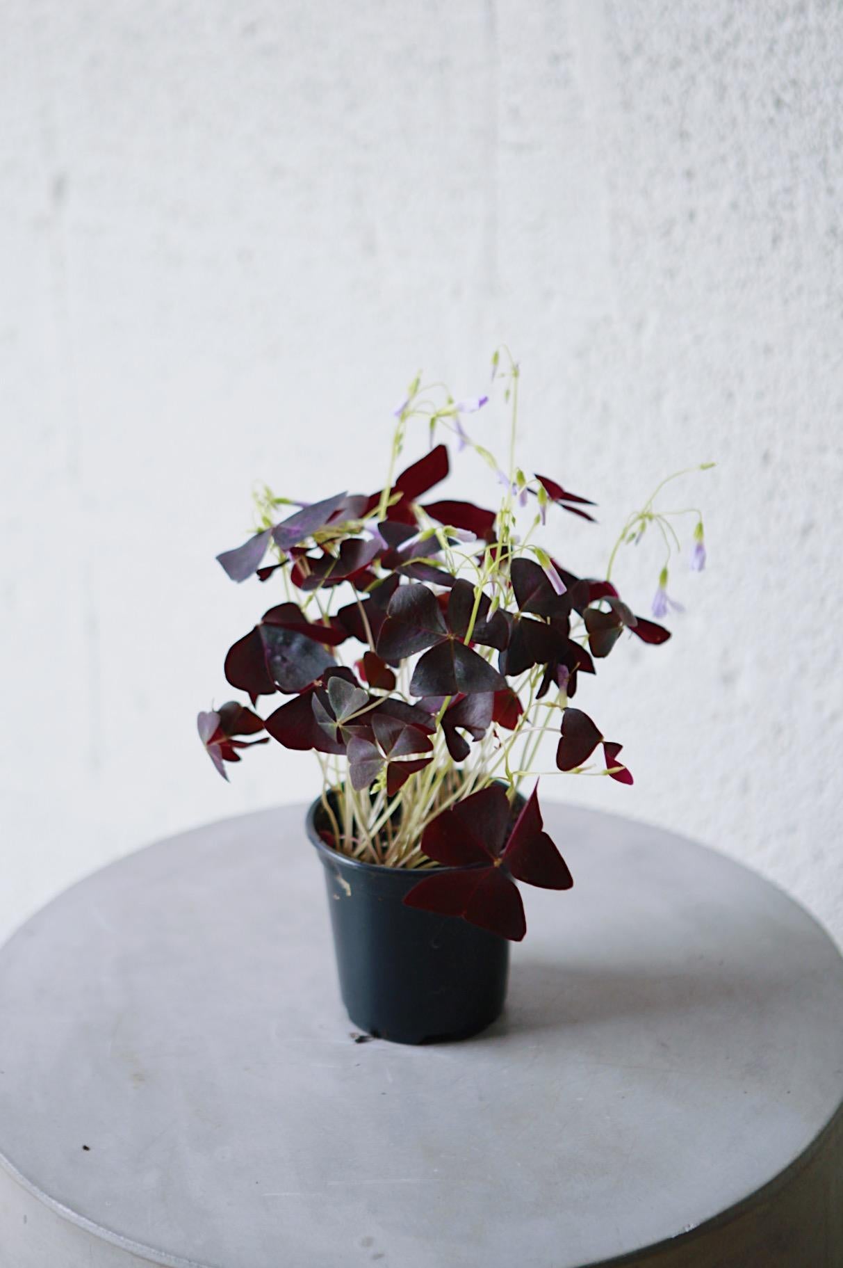 Purple Oxalis Triangularis