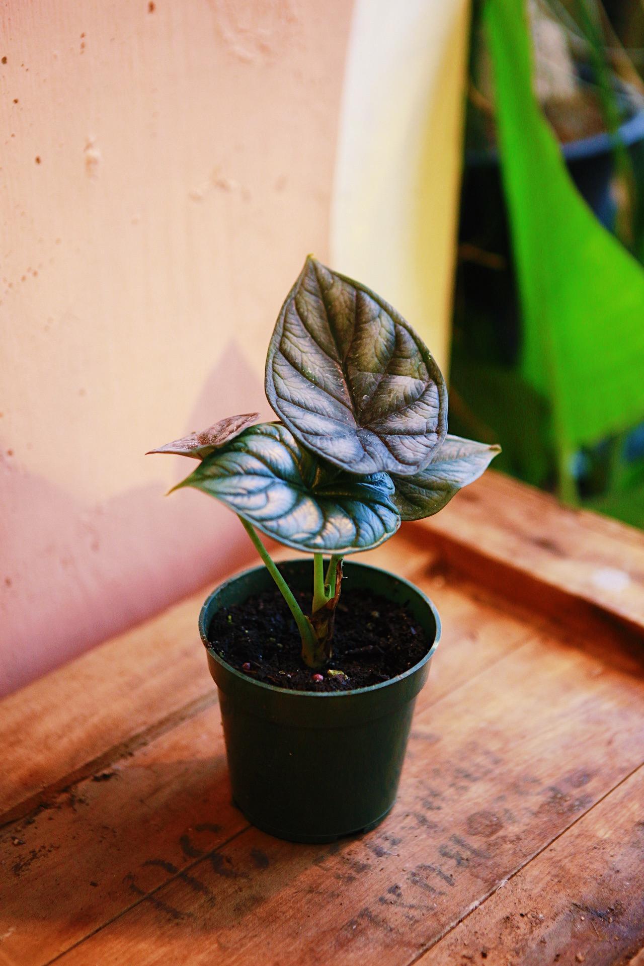 Alocasia 'Green Dragon'