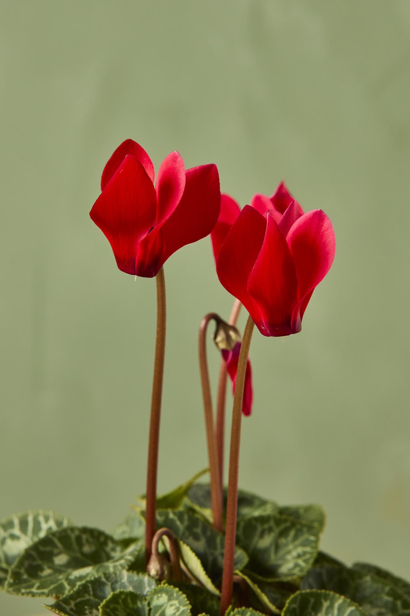 Cyclamen persicum