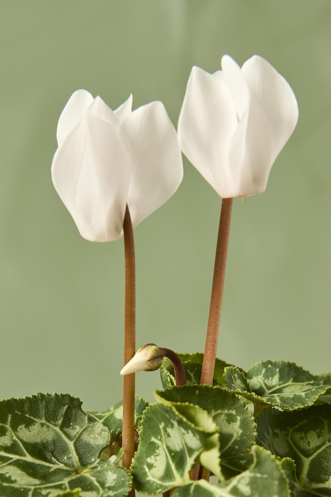 Cyclamen persicum