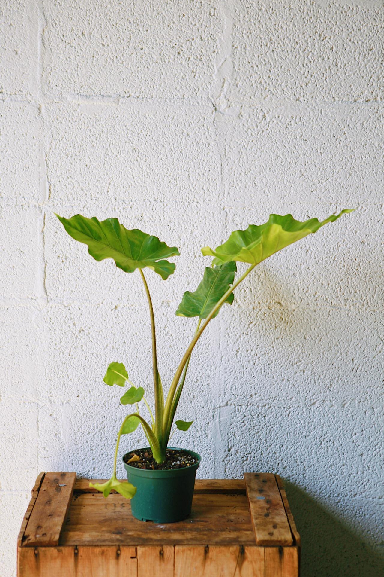 Alocasia 'Kuching Mask'