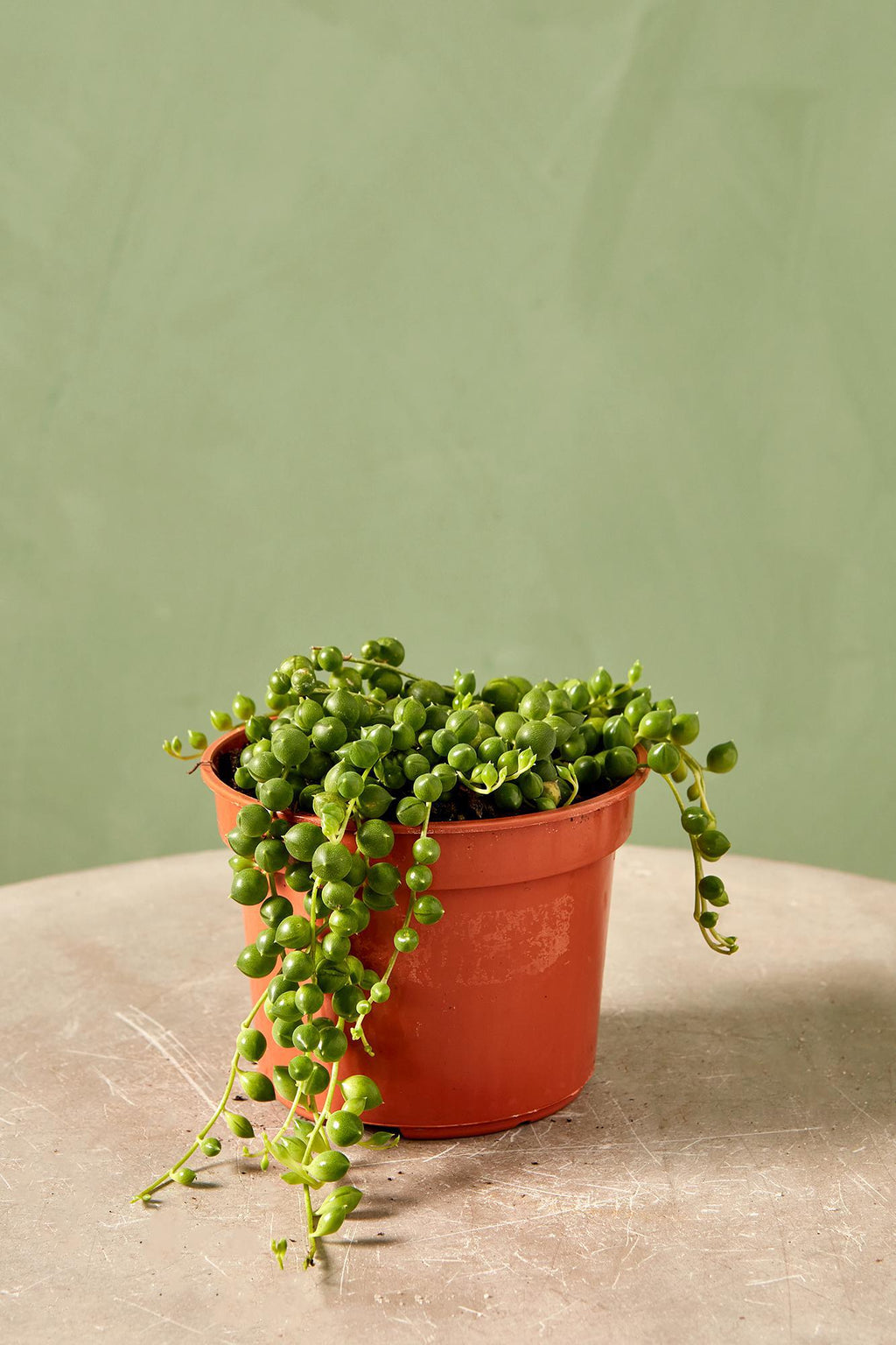 String of Pearls Regular Trailing Plant – Verdant Lyfe