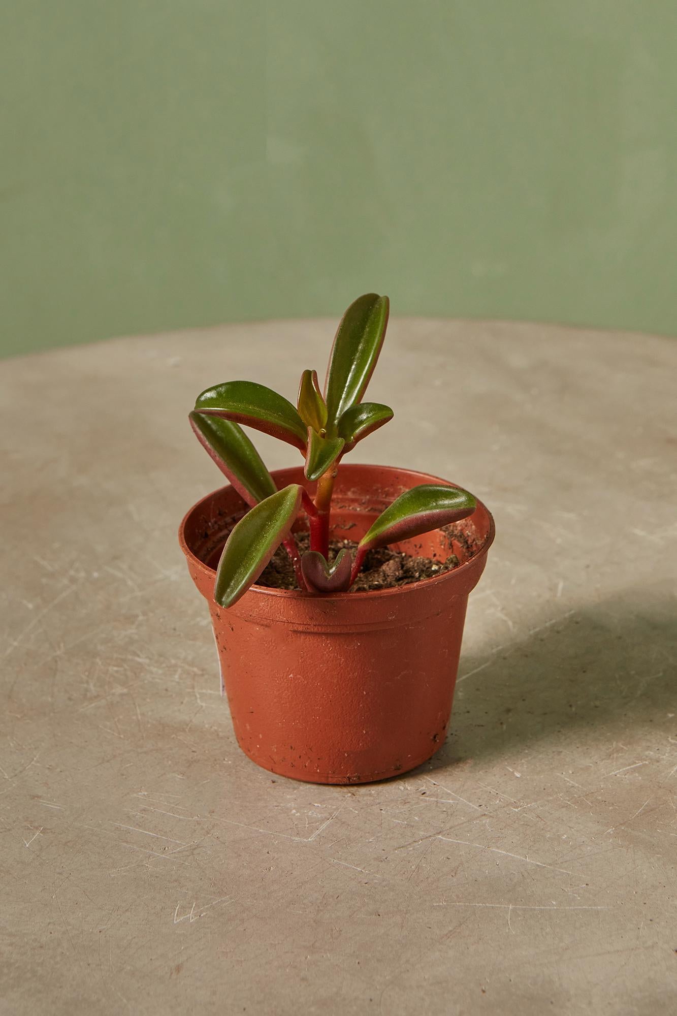 Peperomia 'Ruby Glow'