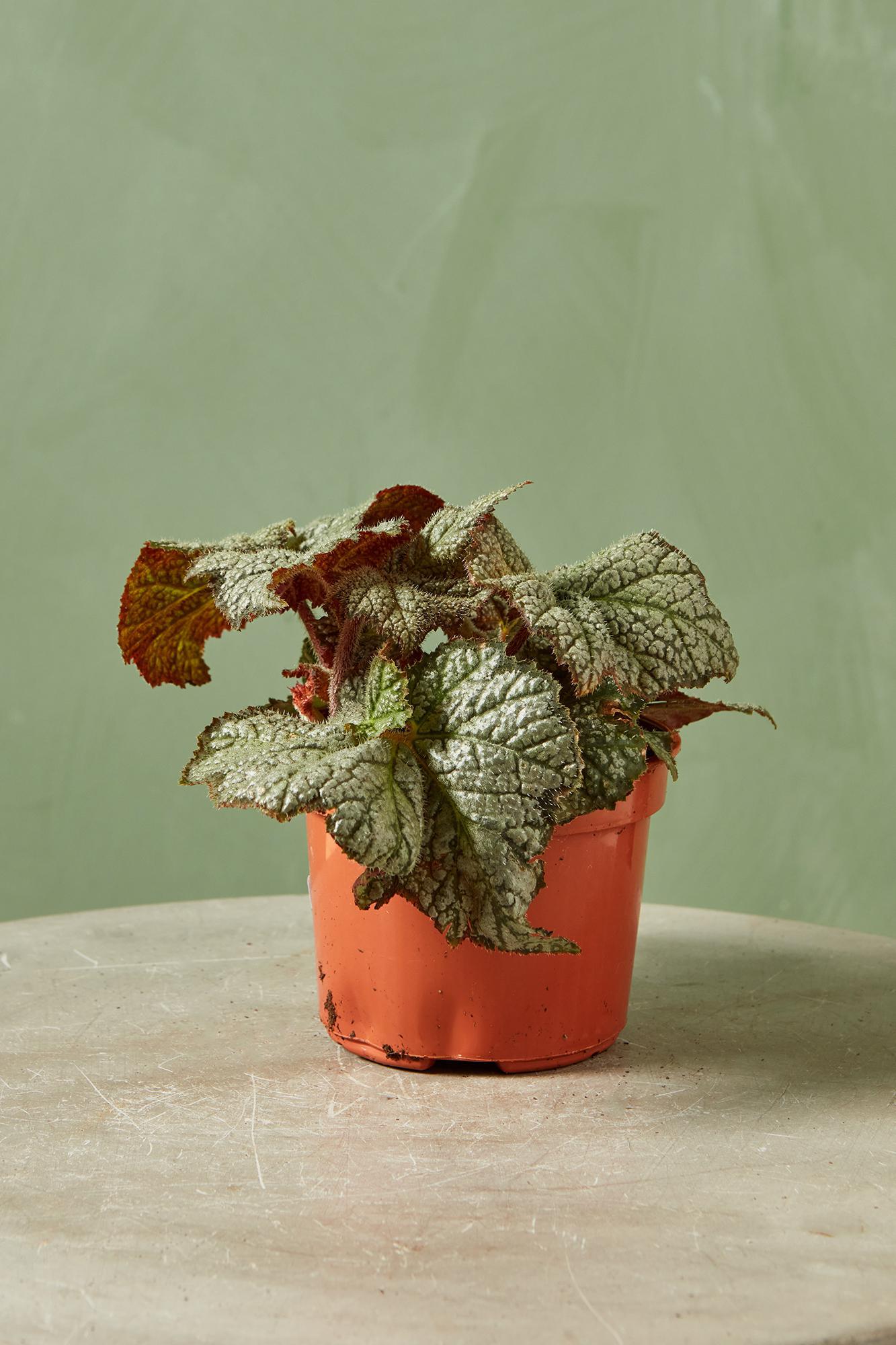 Rex Begonia 'Stonewall'