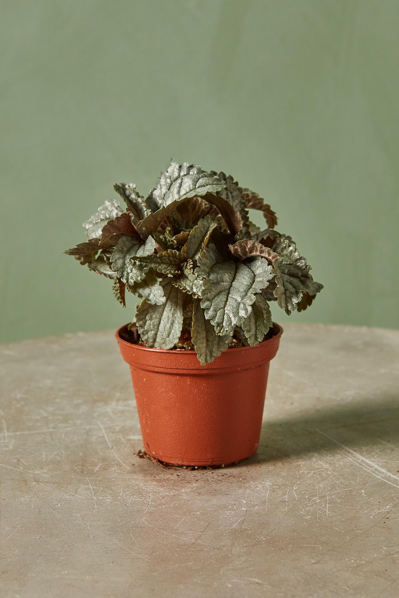 Pilea 'Silver Cloud'