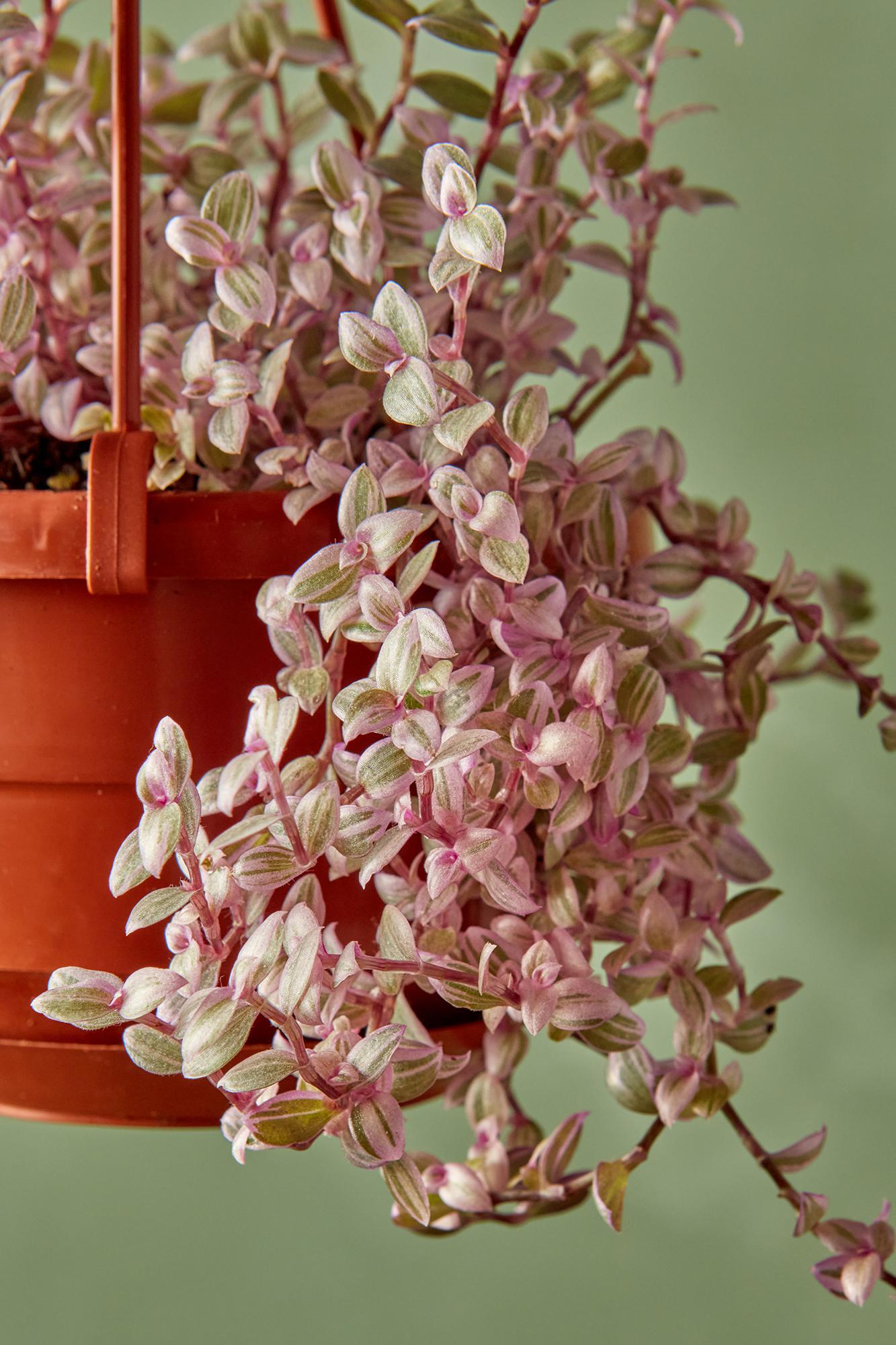 Callisia 'Pink Lady'