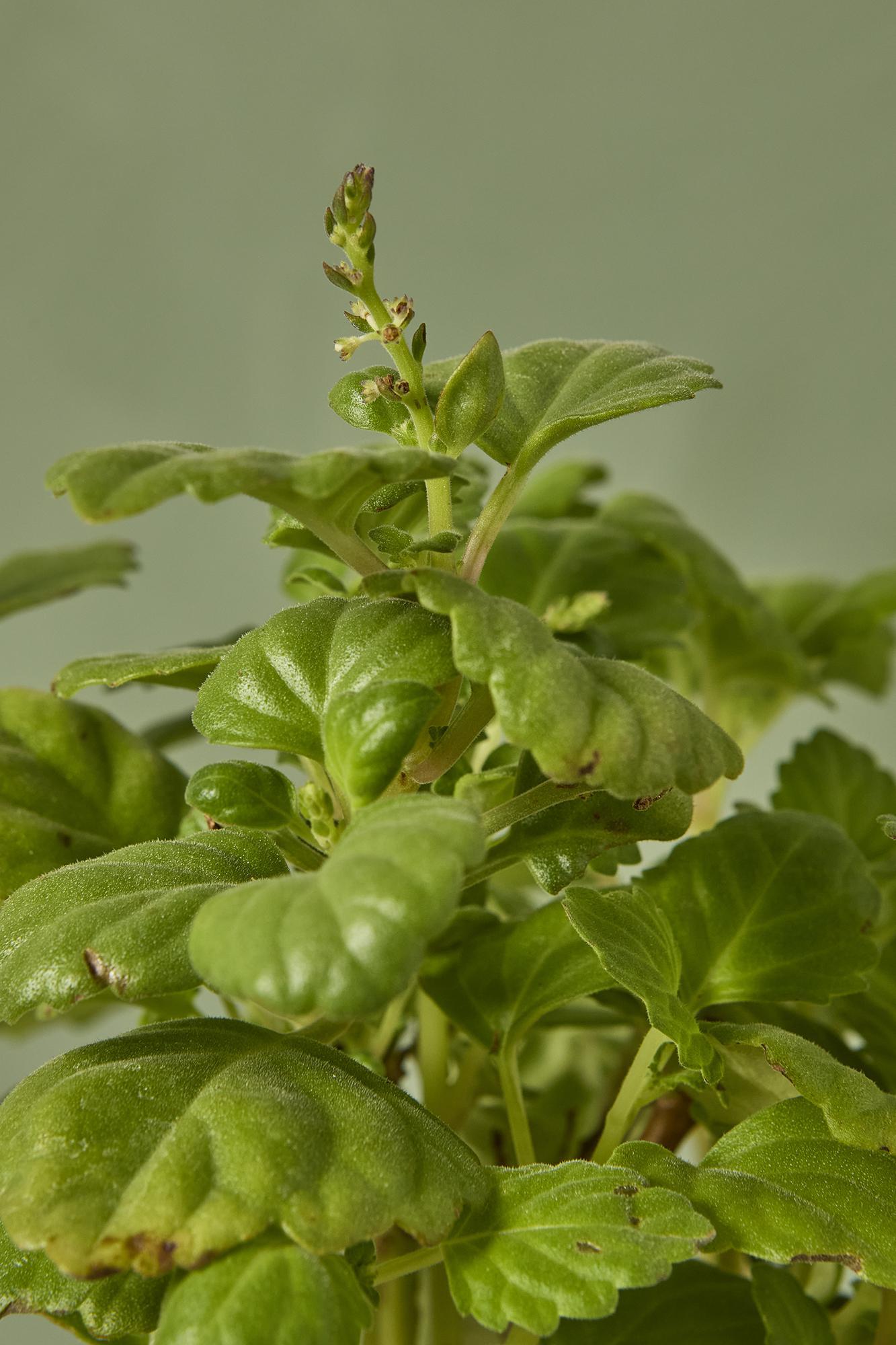 Plectranthus Ernestii