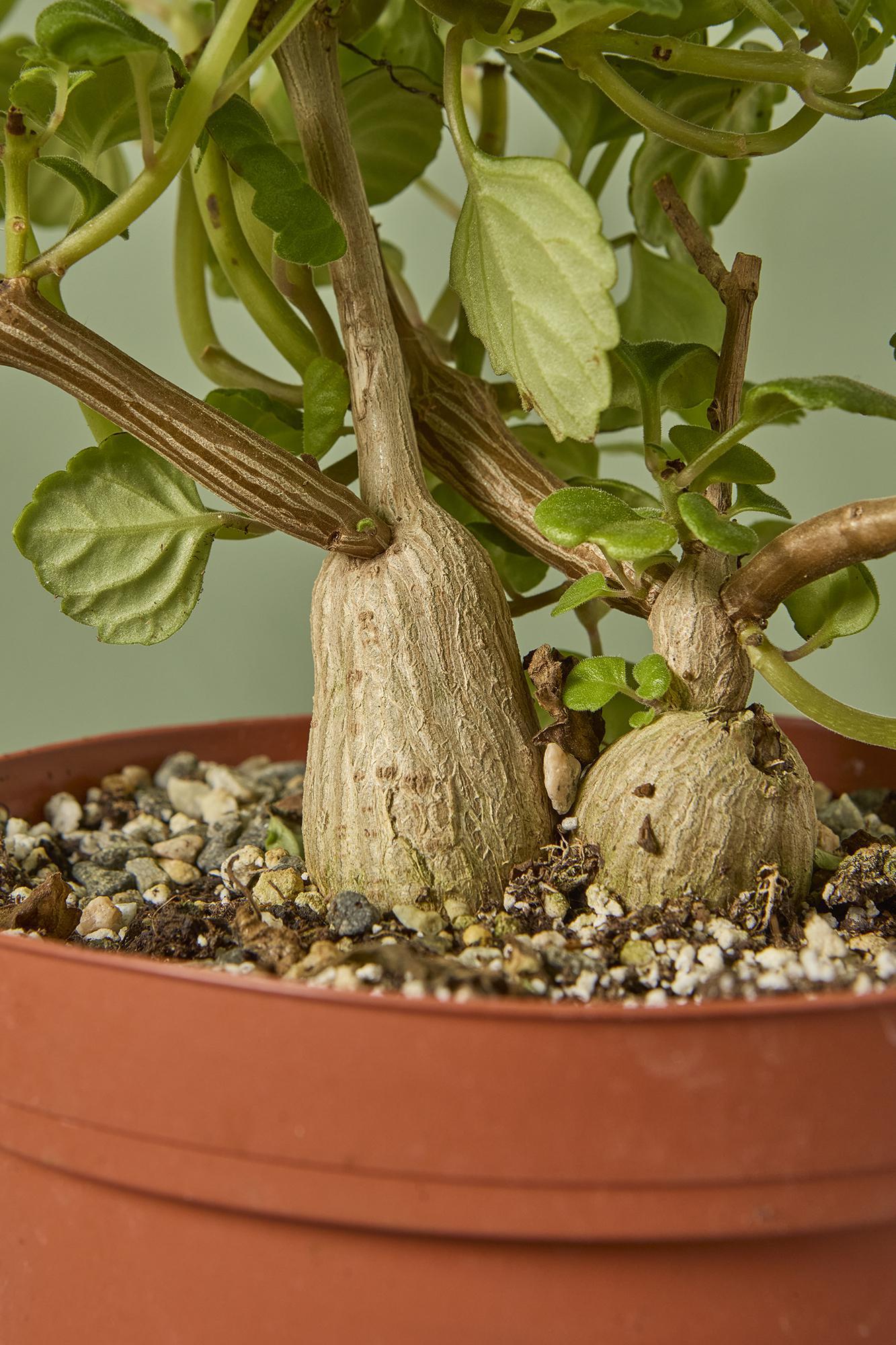 Plectranthus Ernestii