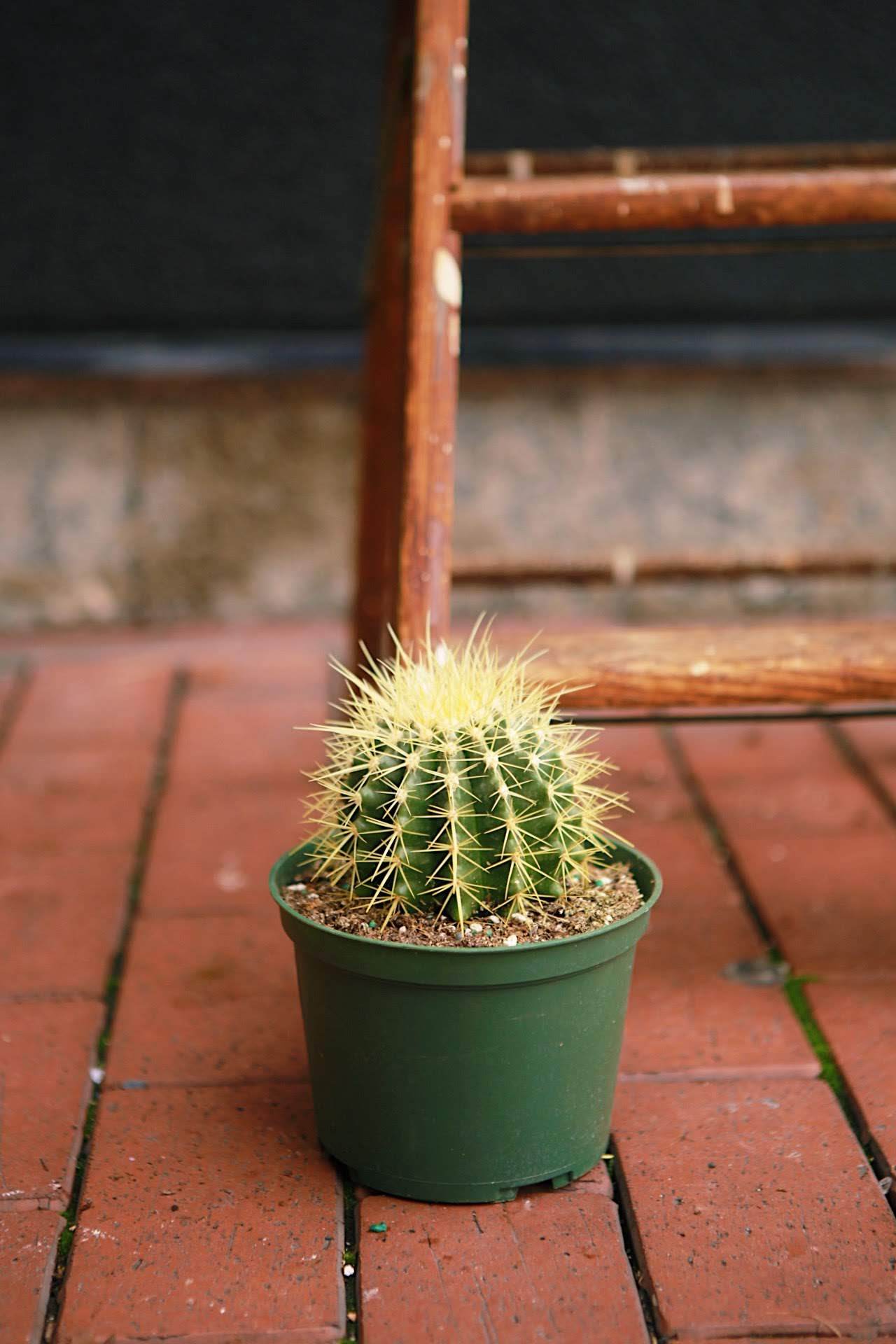 Golden Barrel Cactus