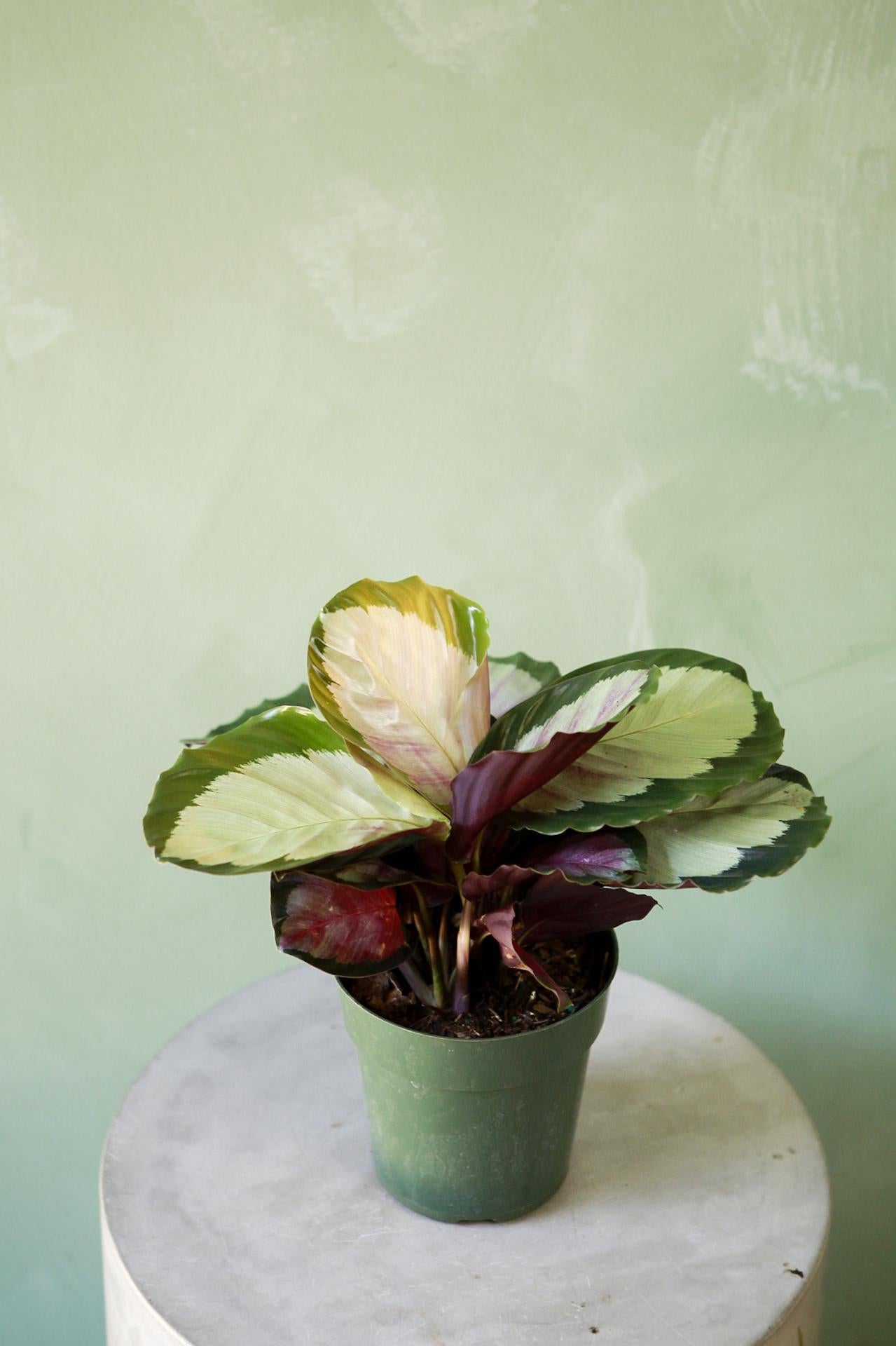 Calathea 'Corona'