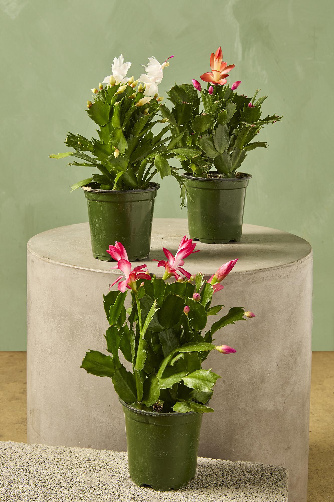 Thanksgiving Cactus