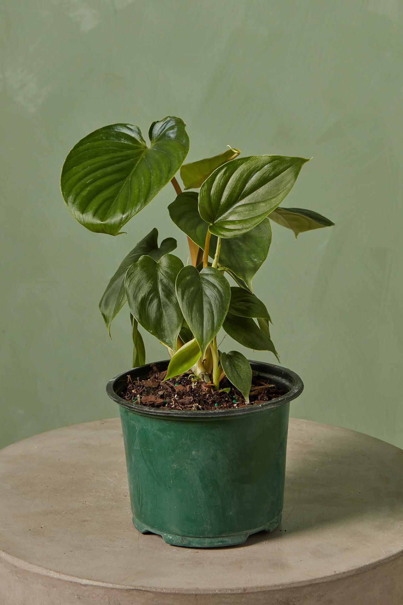 Philodendron 'Plowmanii'