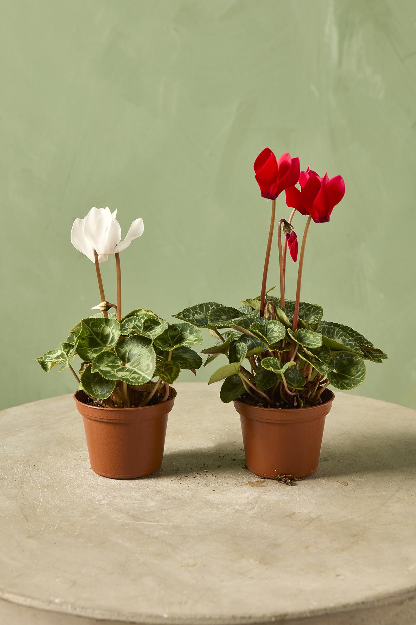 Cyclamen persicum