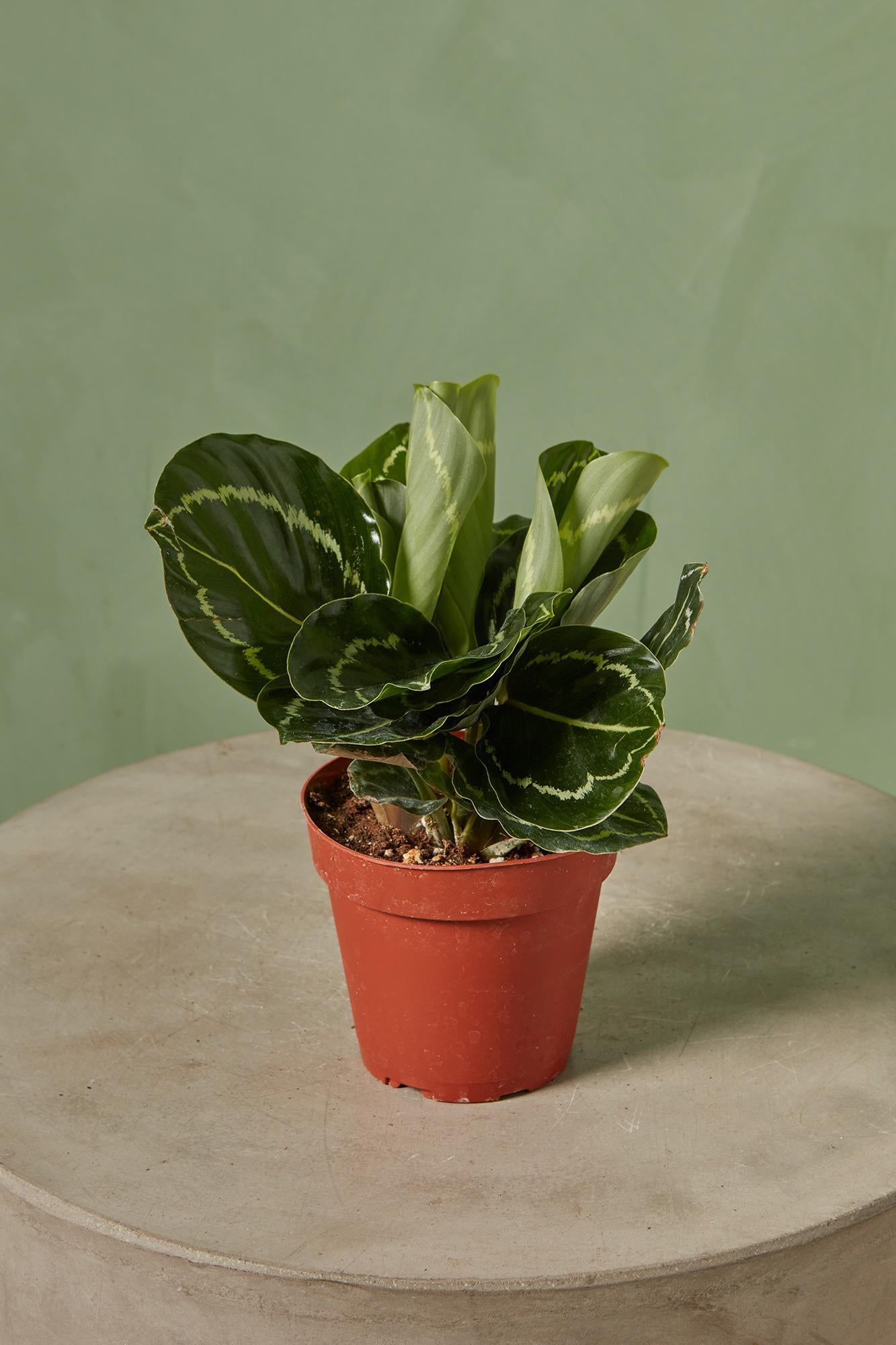 Calathea Roseopicta 'Green Goddess