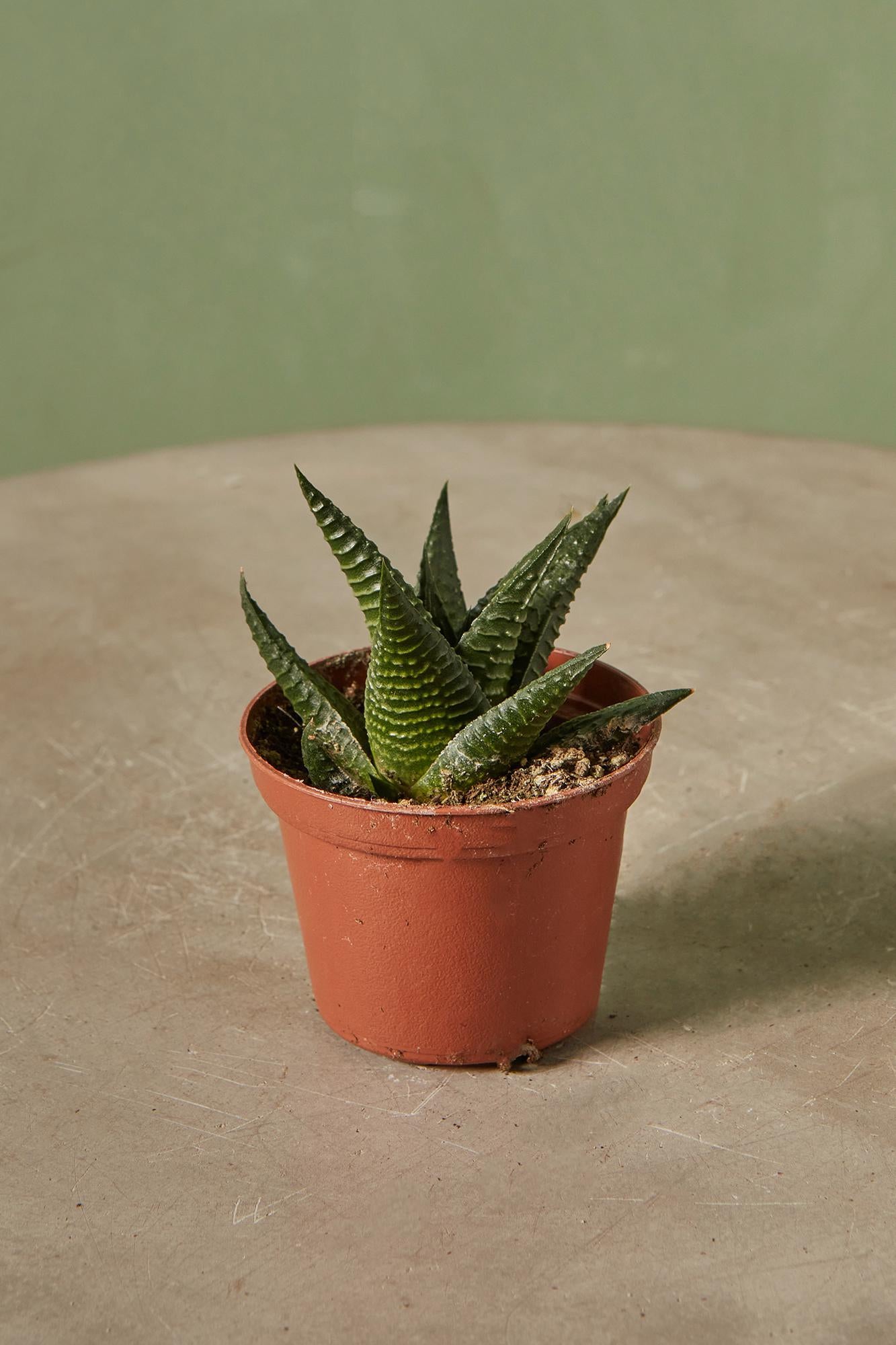 Haworthia 'Fairy Washboard'