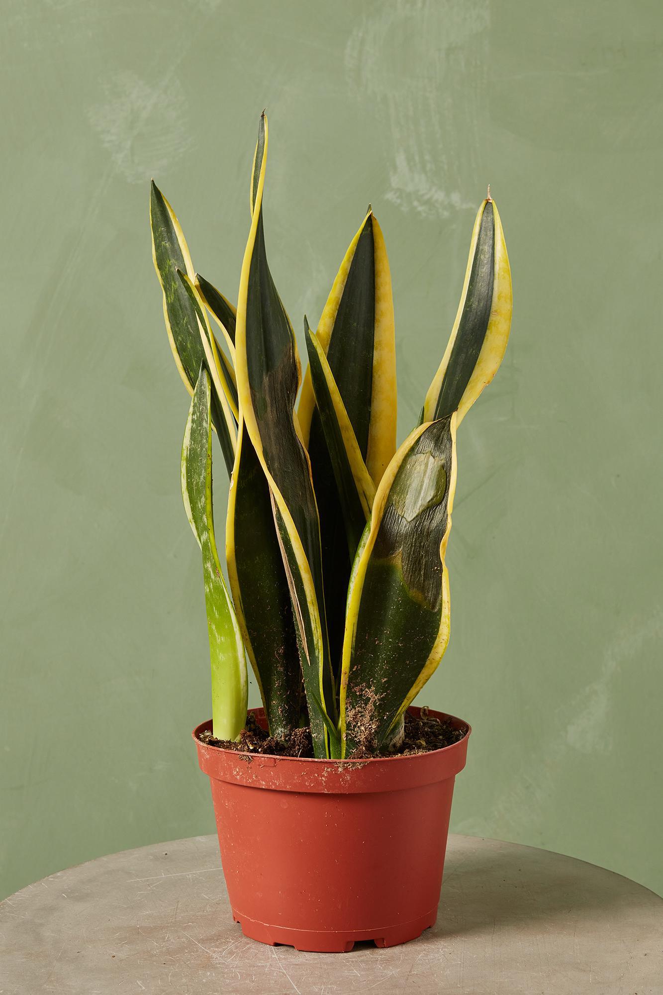 Snake Plant 'Black Gold Superba'