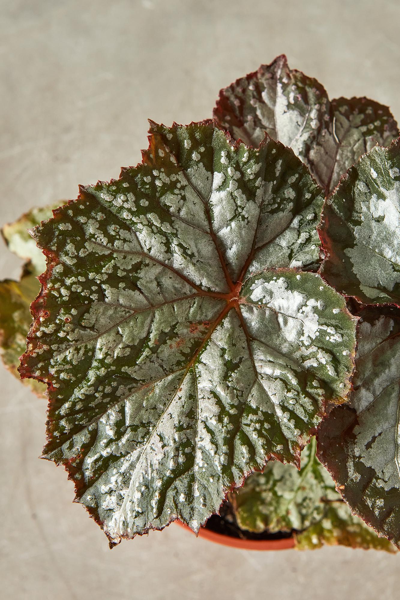 Rex Begonia 'Moonlight Snow'