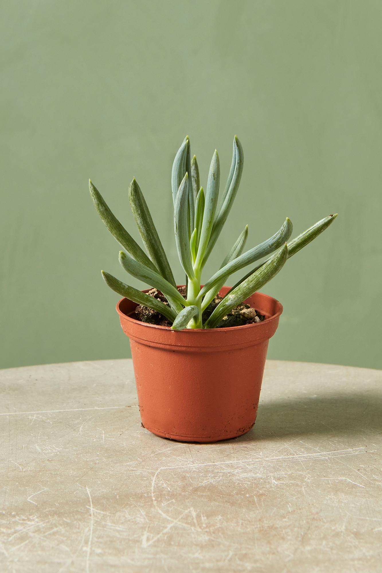 Kalanchoe 'Blue Chalk Stalks'