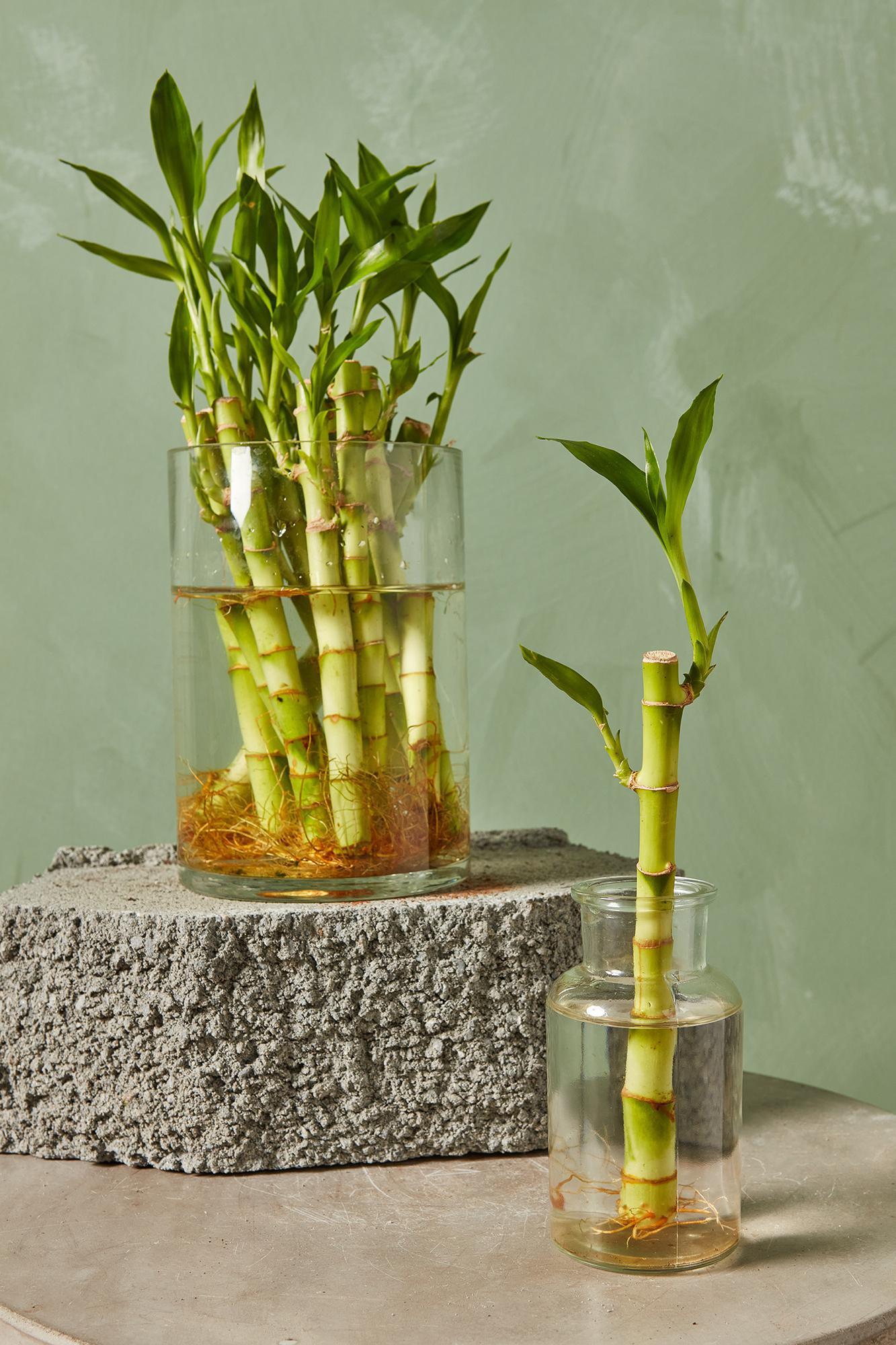 Good Luck 2 Layer Lucky Bamboo Plant — giftsdestination