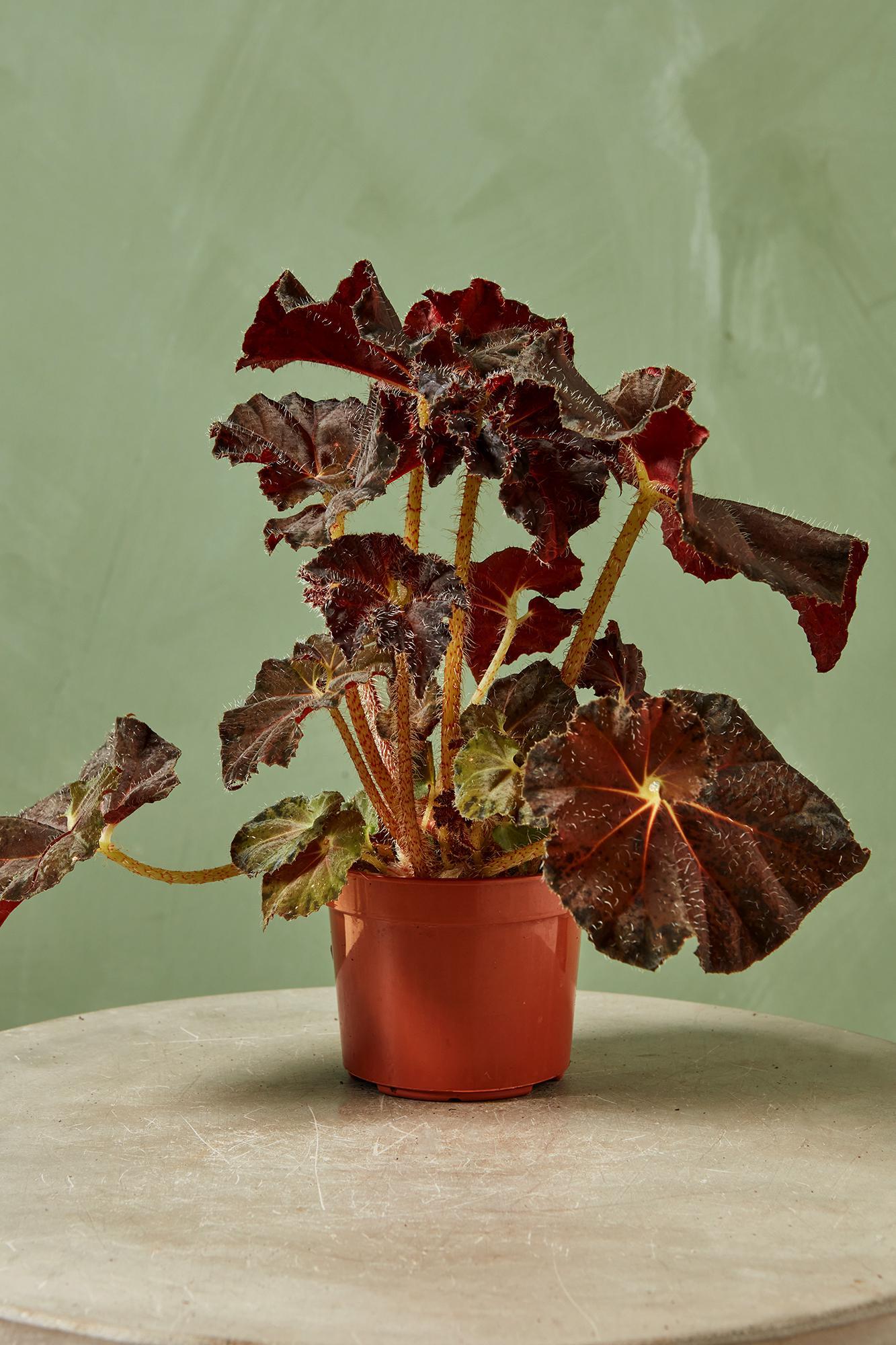 Rex Begonia 'Carol Knight'