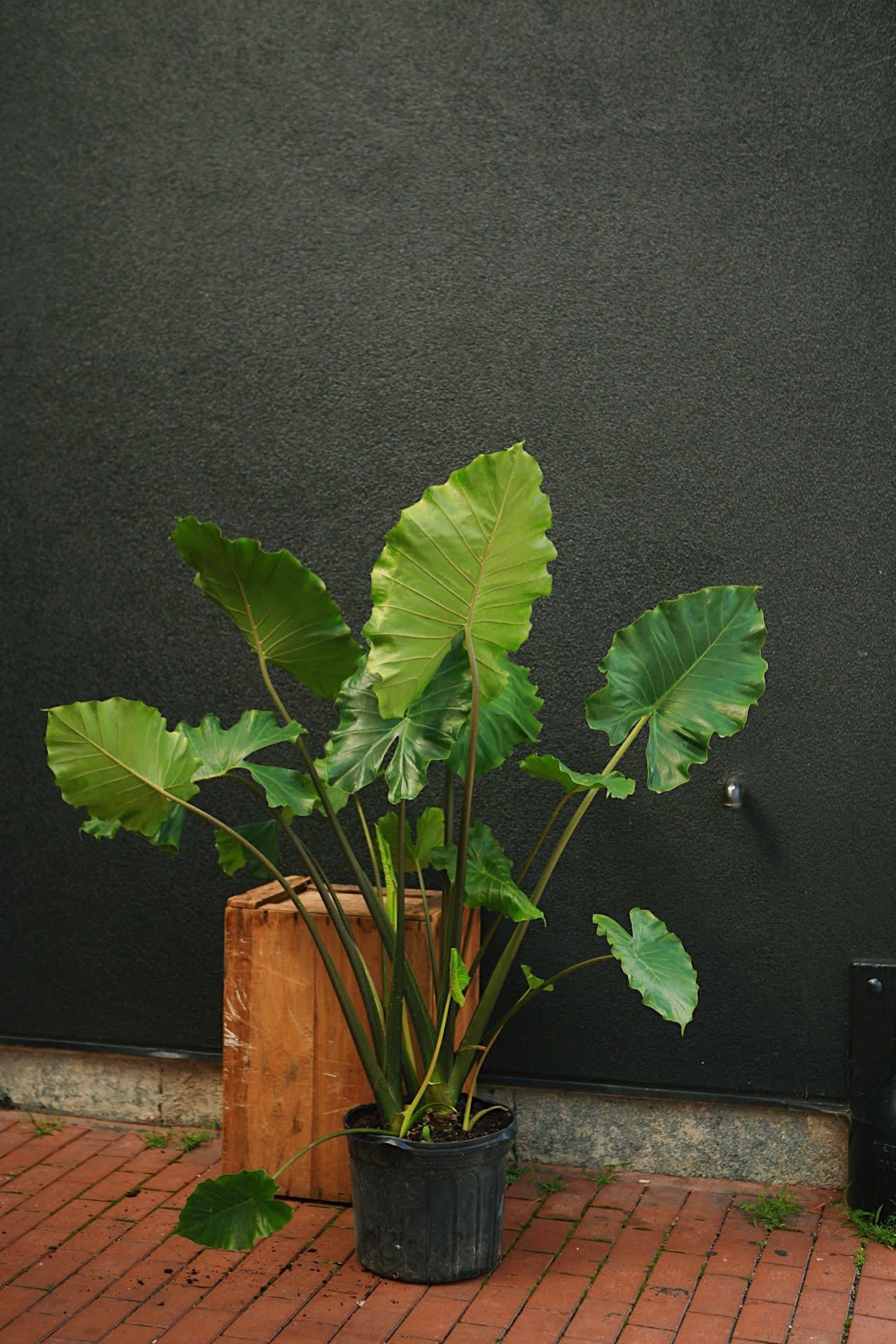 Alocasia 'Tyrion'