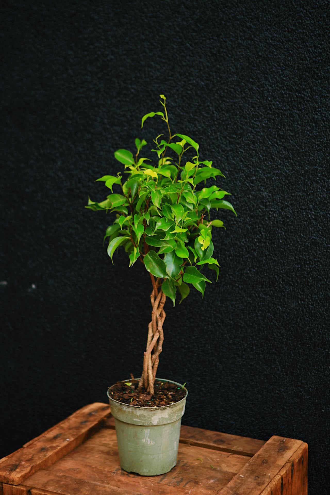 Ficus Benjamin Braid