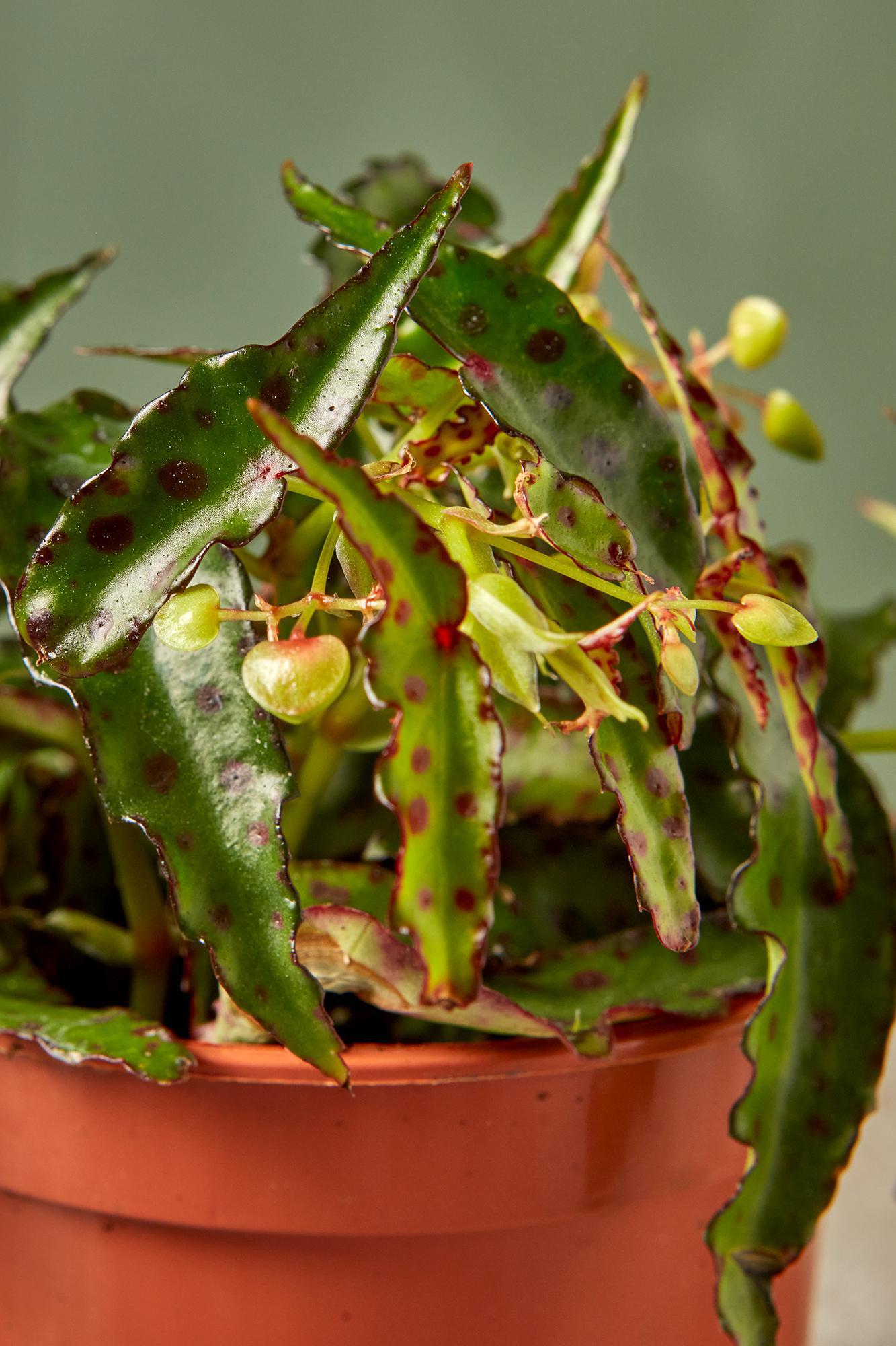 Begonia 'Spotted Lizard'