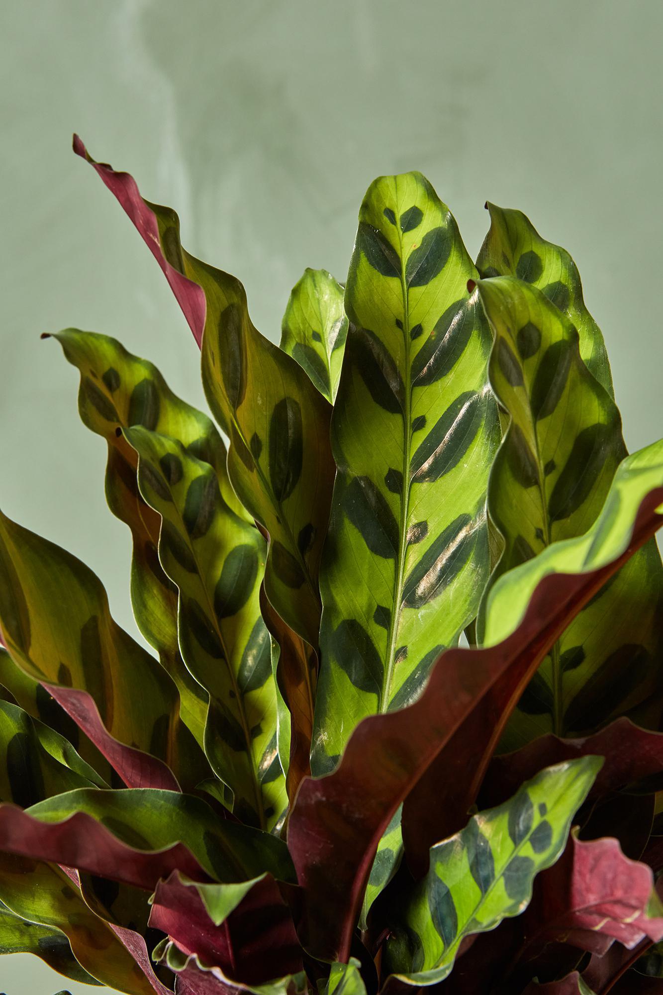 Rattlesnake Calathea