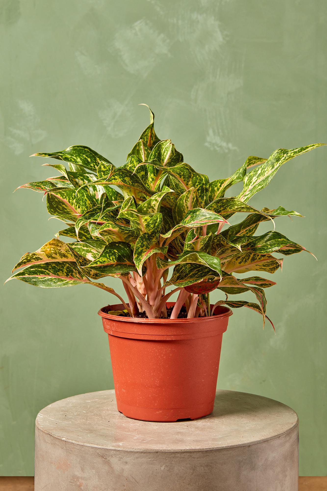 Aglaonema 'Sparkling Sarah'