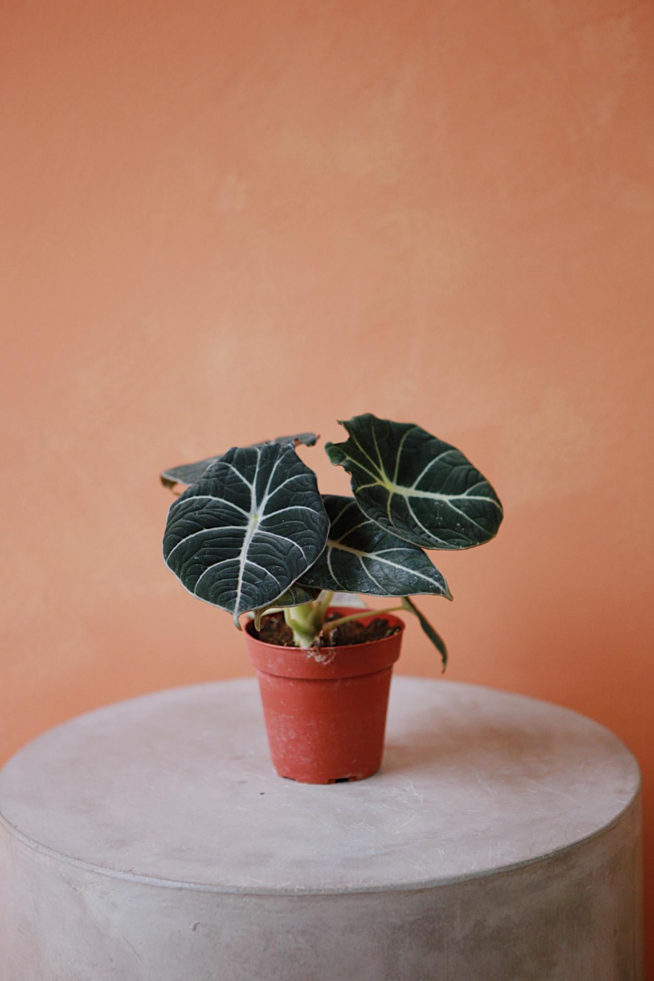 Alocasia 'Black Velvet'