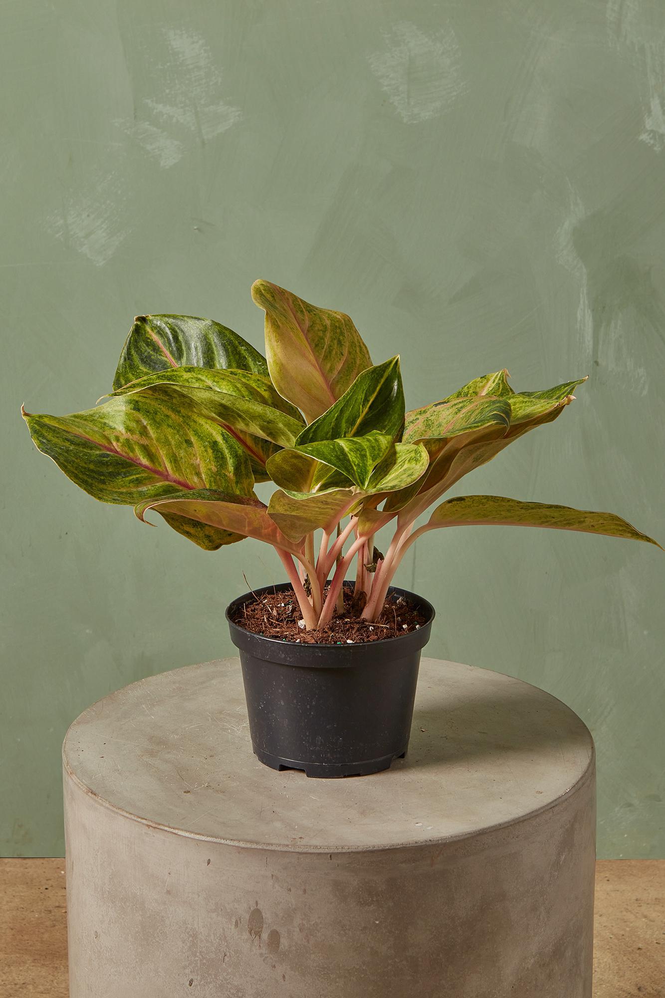 Aglaonema 'Green Papaya'