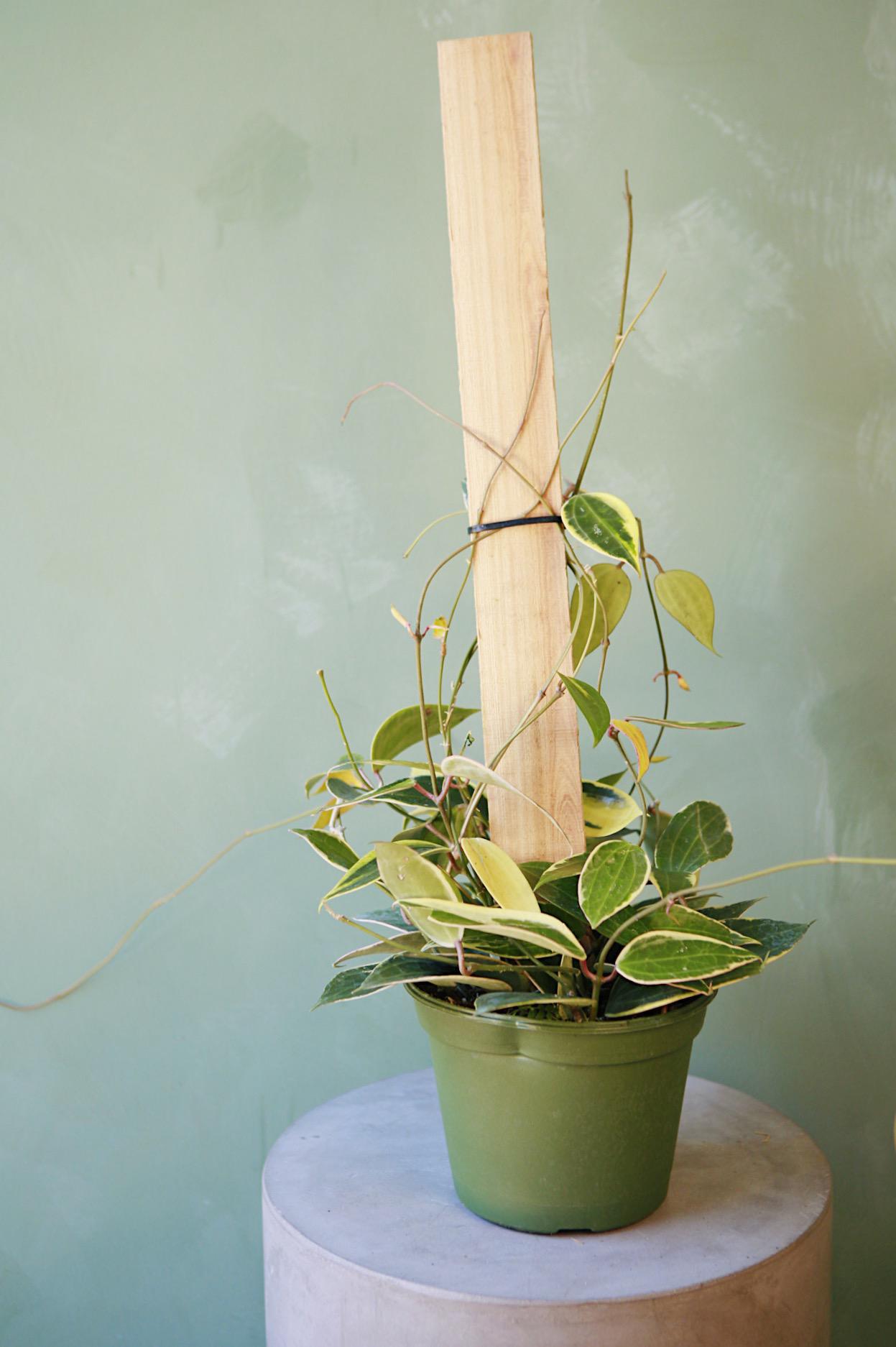 Hoya macrophylla