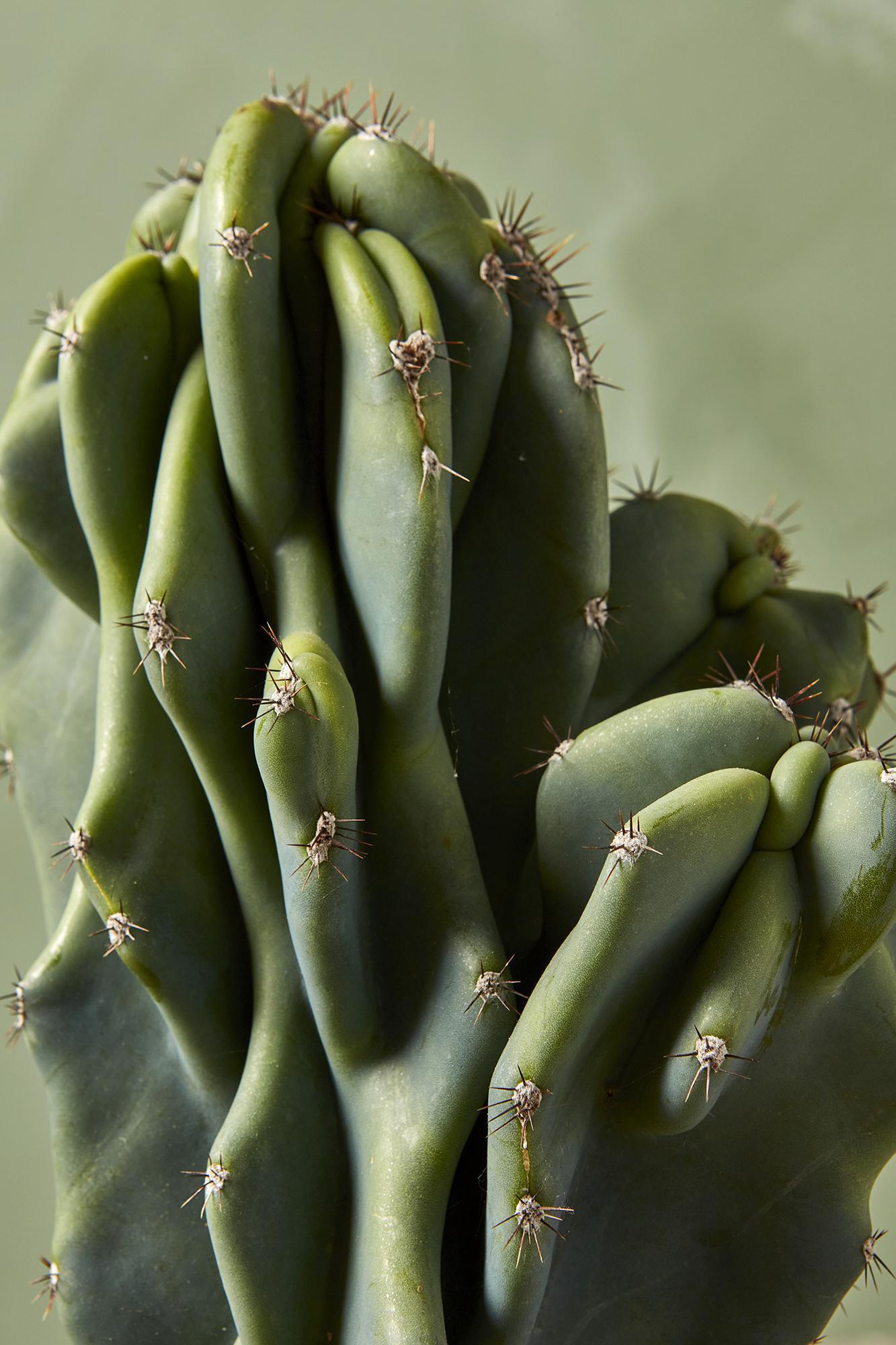 Cereus Peruvianus on sale monstrose