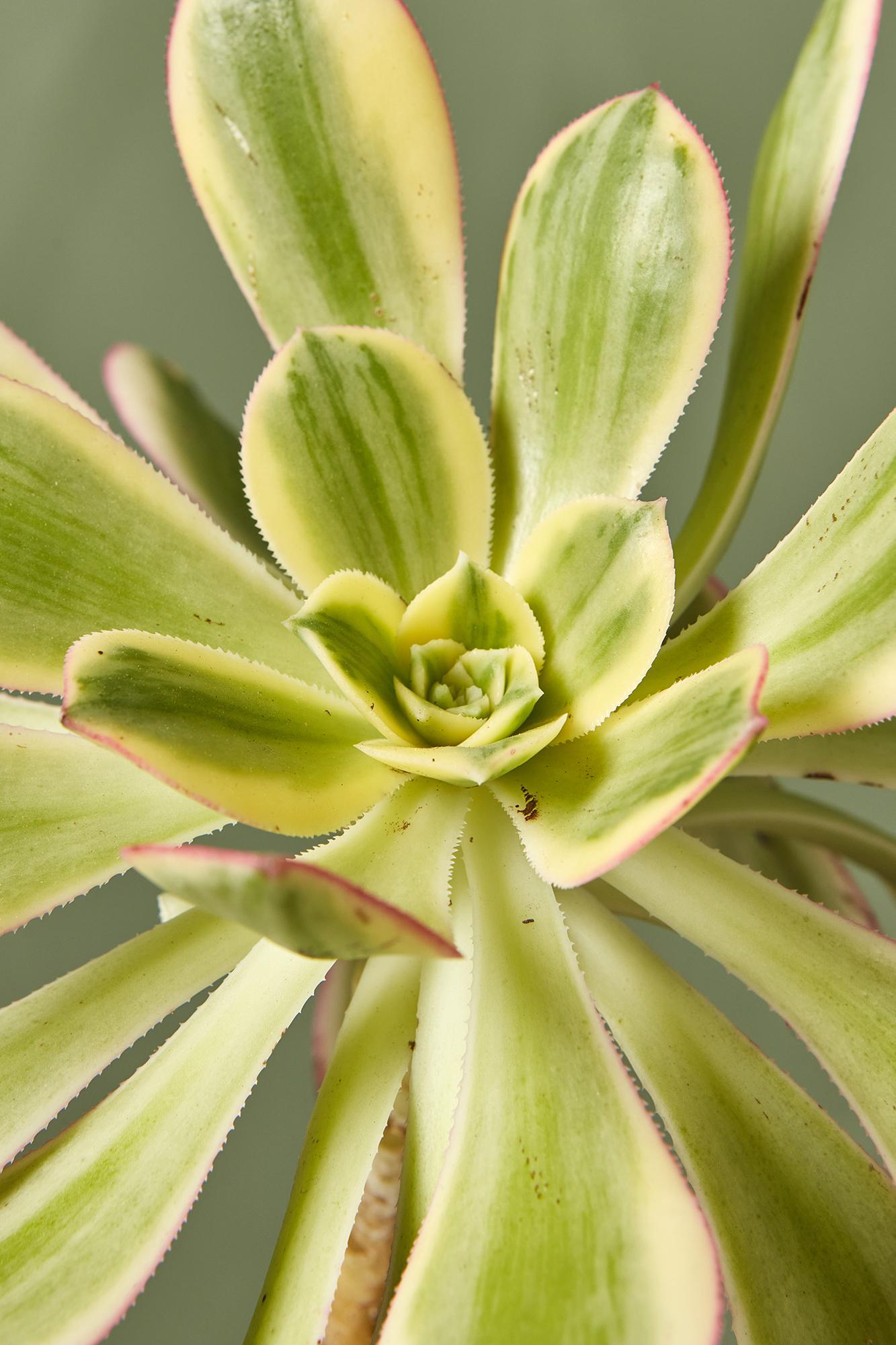 Aeonium 'Sunburst'